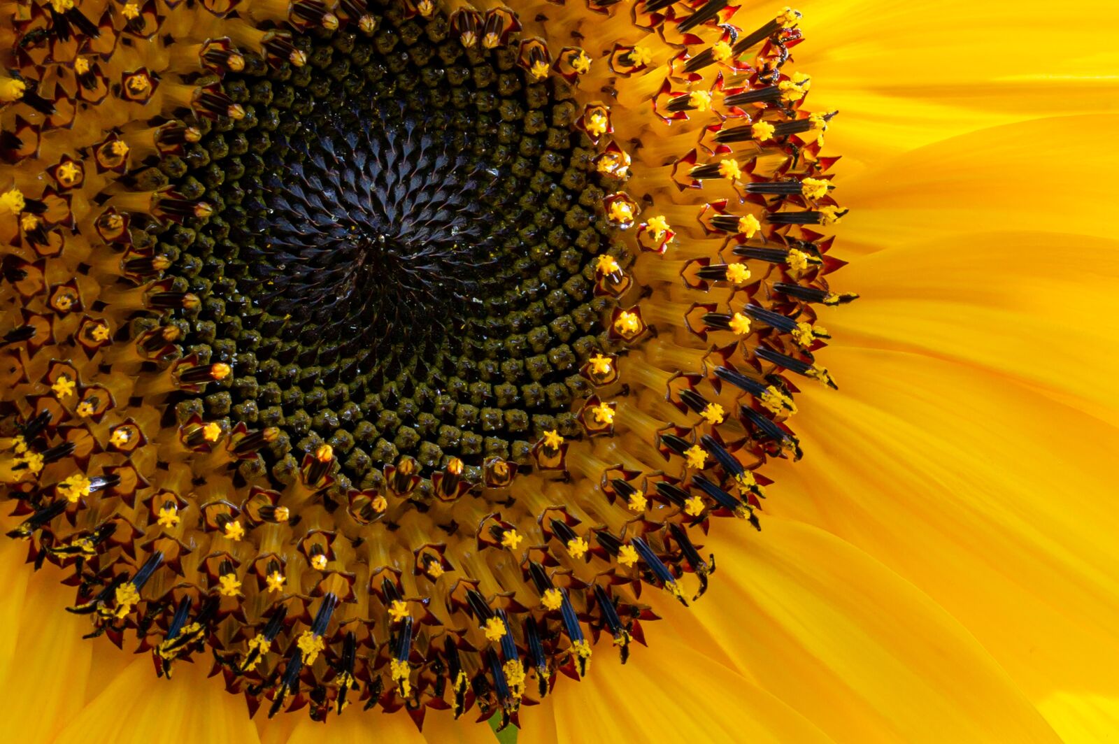 90mm F2.8 Macro G OSS sample photo. Sunflower, close up, flower photography