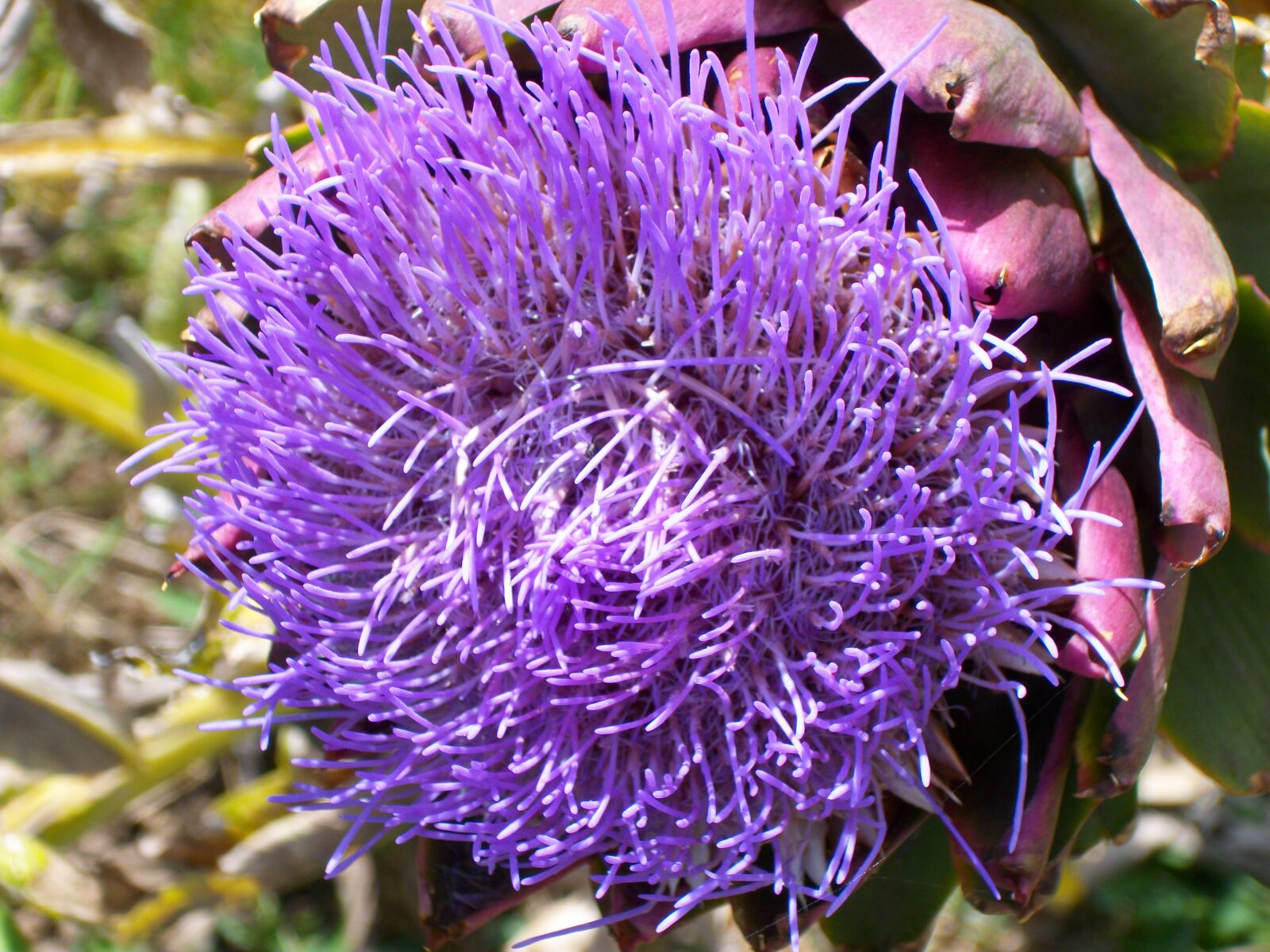 Pentax Optio M85 sample photo. Artichoke, flower, violet photography