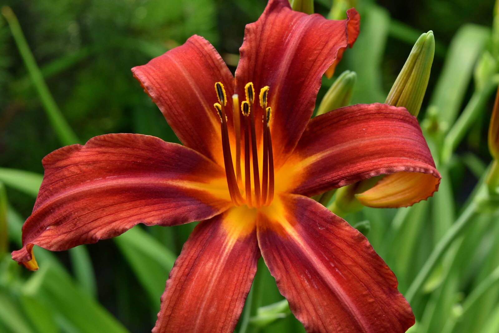 Nikon D5500 sample photo. Beautiful flowers, lily, petals photography