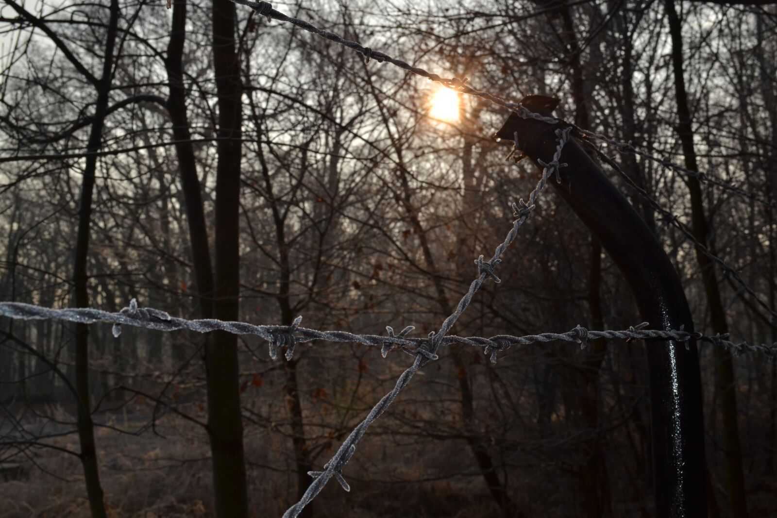 Nikon D3100 sample photo. Light, barbed wire, the photography