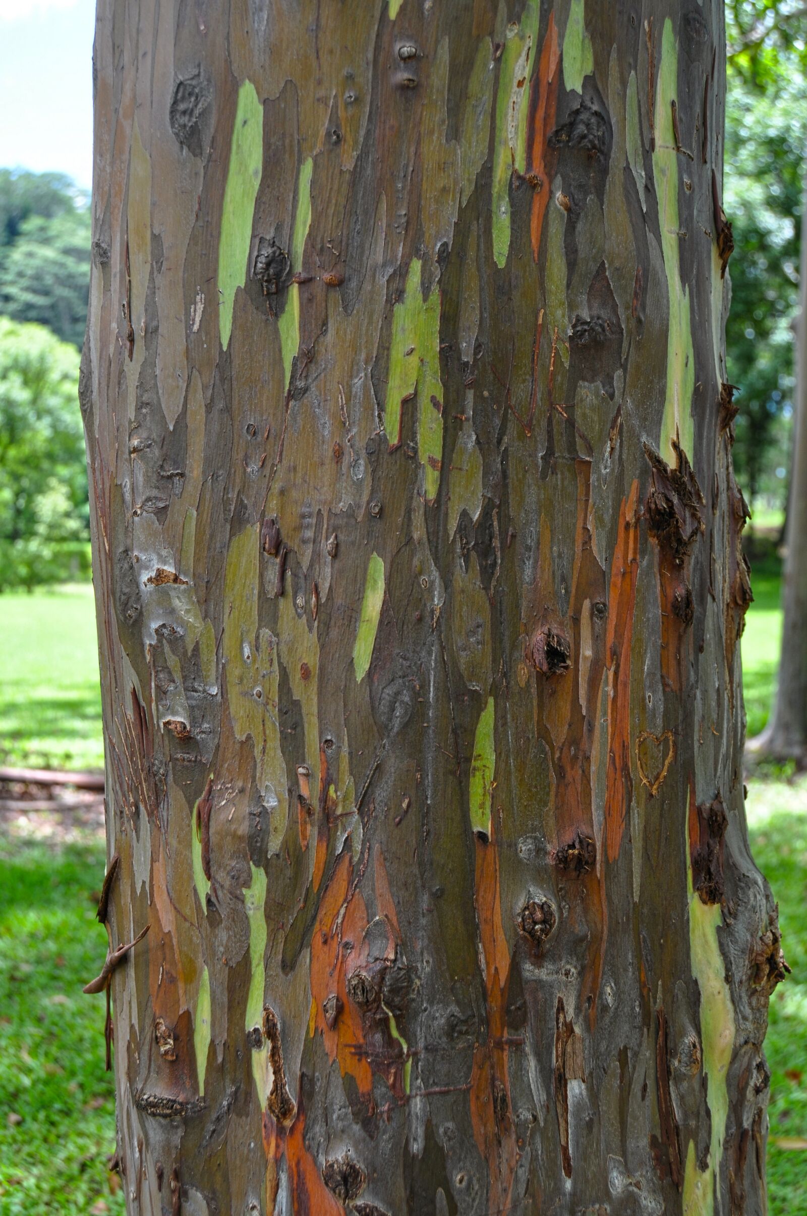 Nikon D90 sample photo. Hawaii, palm trees, tropical photography