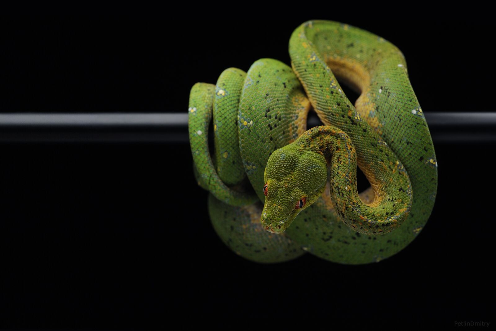Nikon D700 sample photo. Snake, python, green python photography