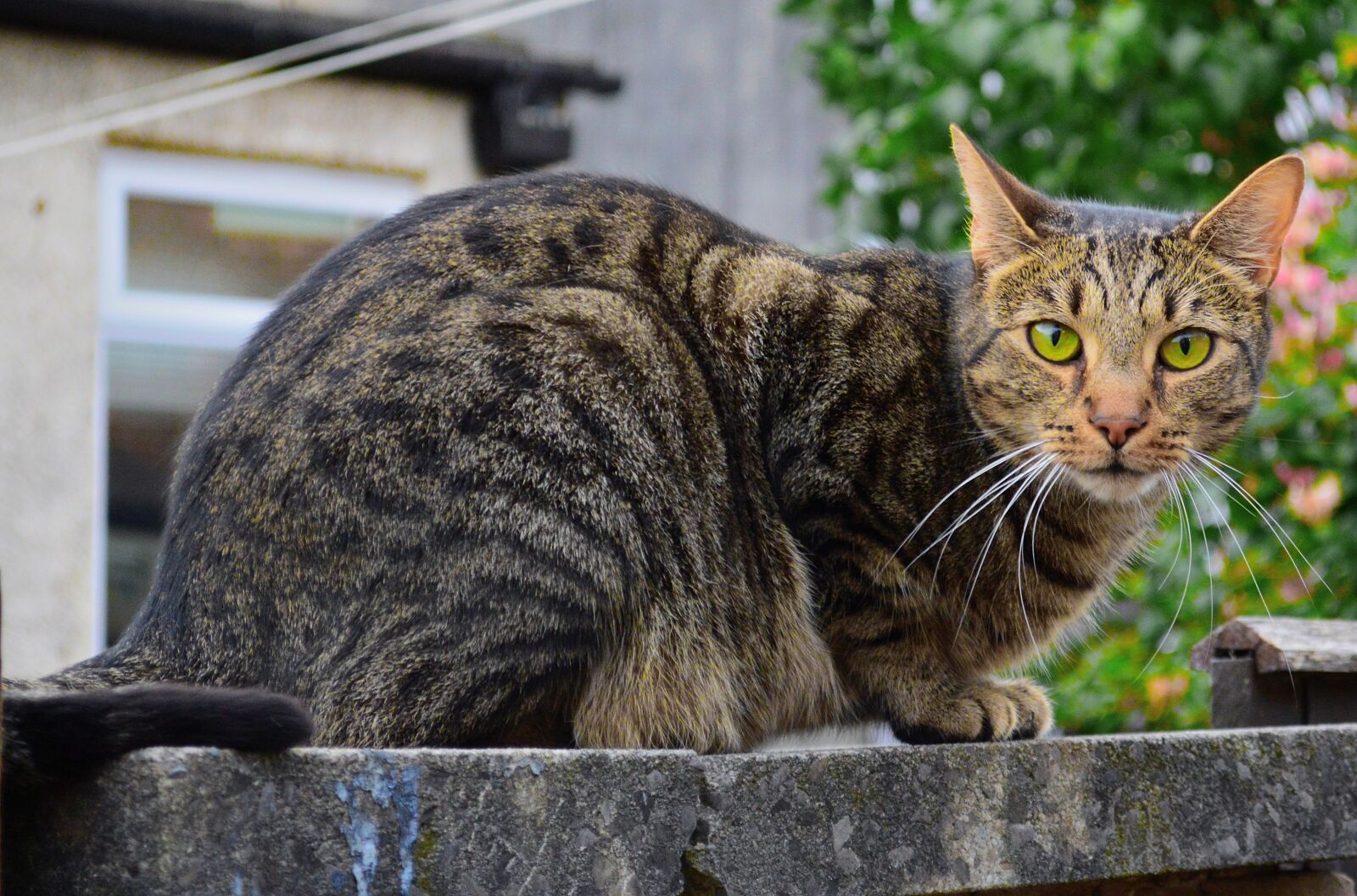 Nikon D3200 sample photo. Cat, feline, mammal photography