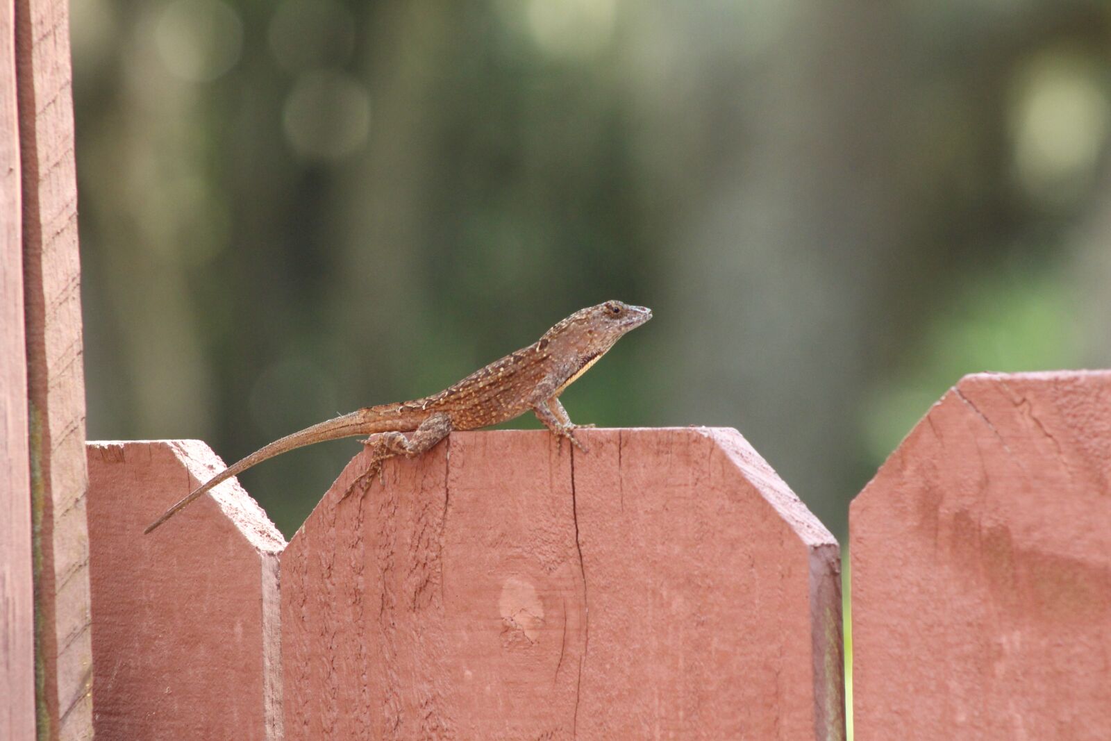 Canon EOS 650D (EOS Rebel T4i / EOS Kiss X6i) sample photo. Gecko, lizard, nature photography