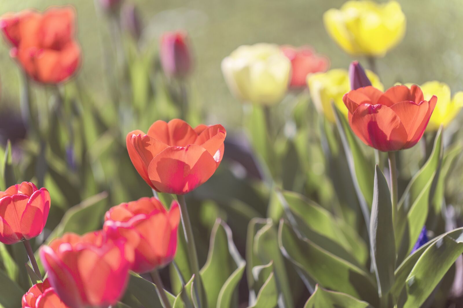 Canon EF 100mm F2.8L Macro IS USM sample photo. Flowers, tulips, spring photography