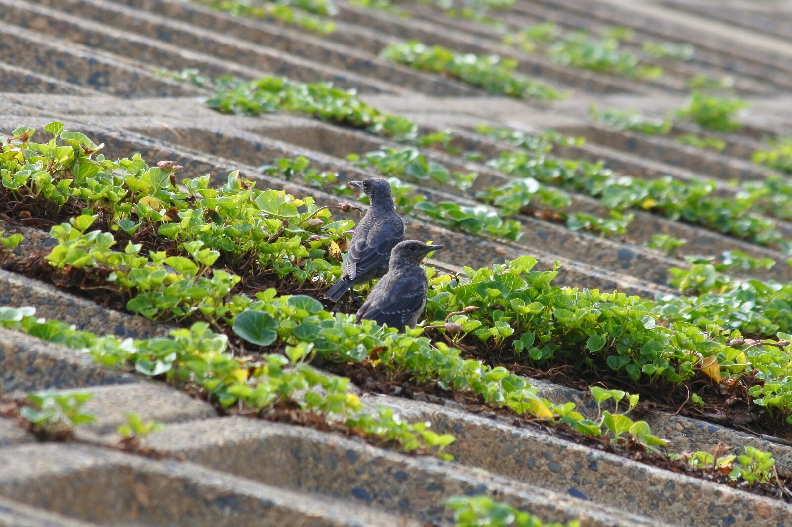 Nikon 1 J5 + VR 55-200mm f/4-5.6G sample photo. Animal, beach, little bird photography