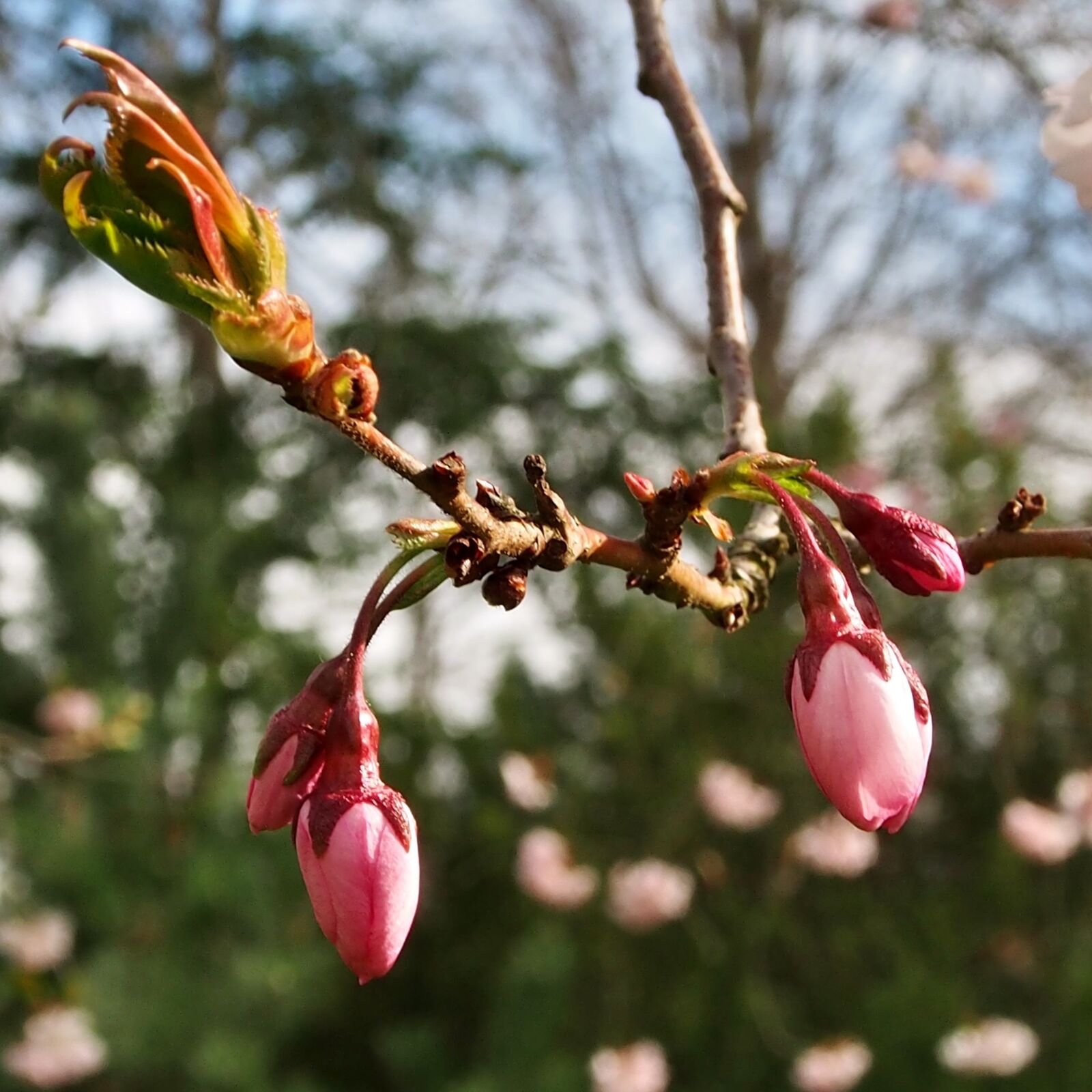 Olympus OM-D E-M5 sample photo. Japanese cherry blossoms, bud photography