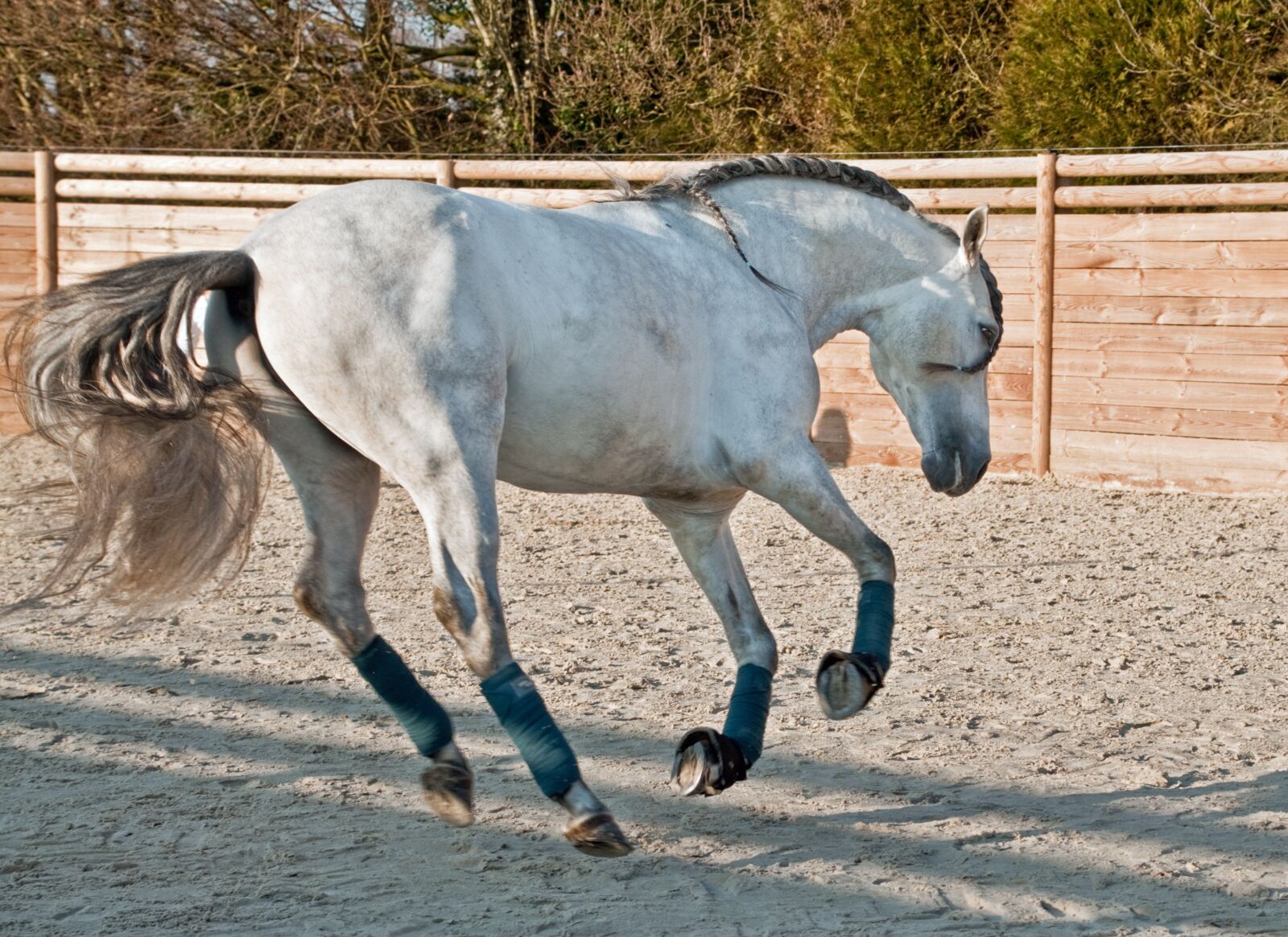 Nikon D300 sample photo. Horse, run, play photography