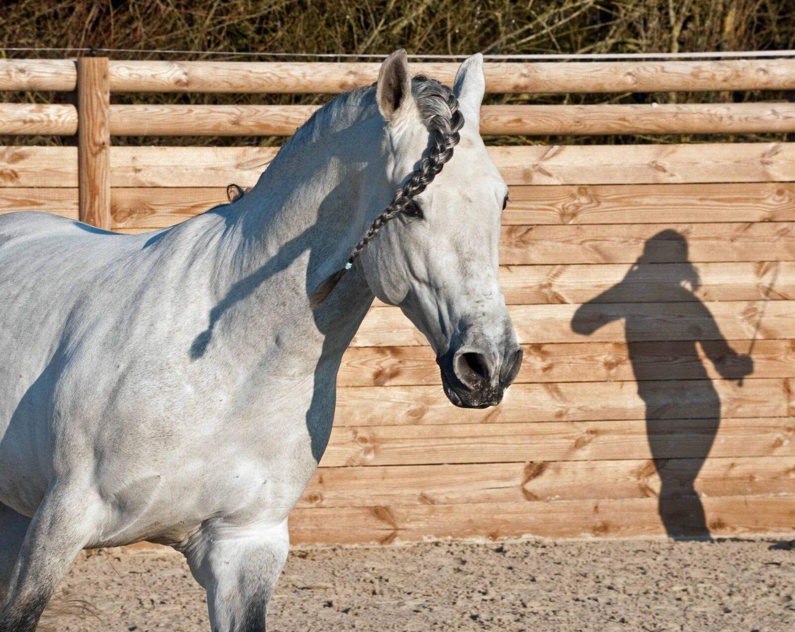 Nikon D300 sample photo. Shadow, white horse, livestock photography