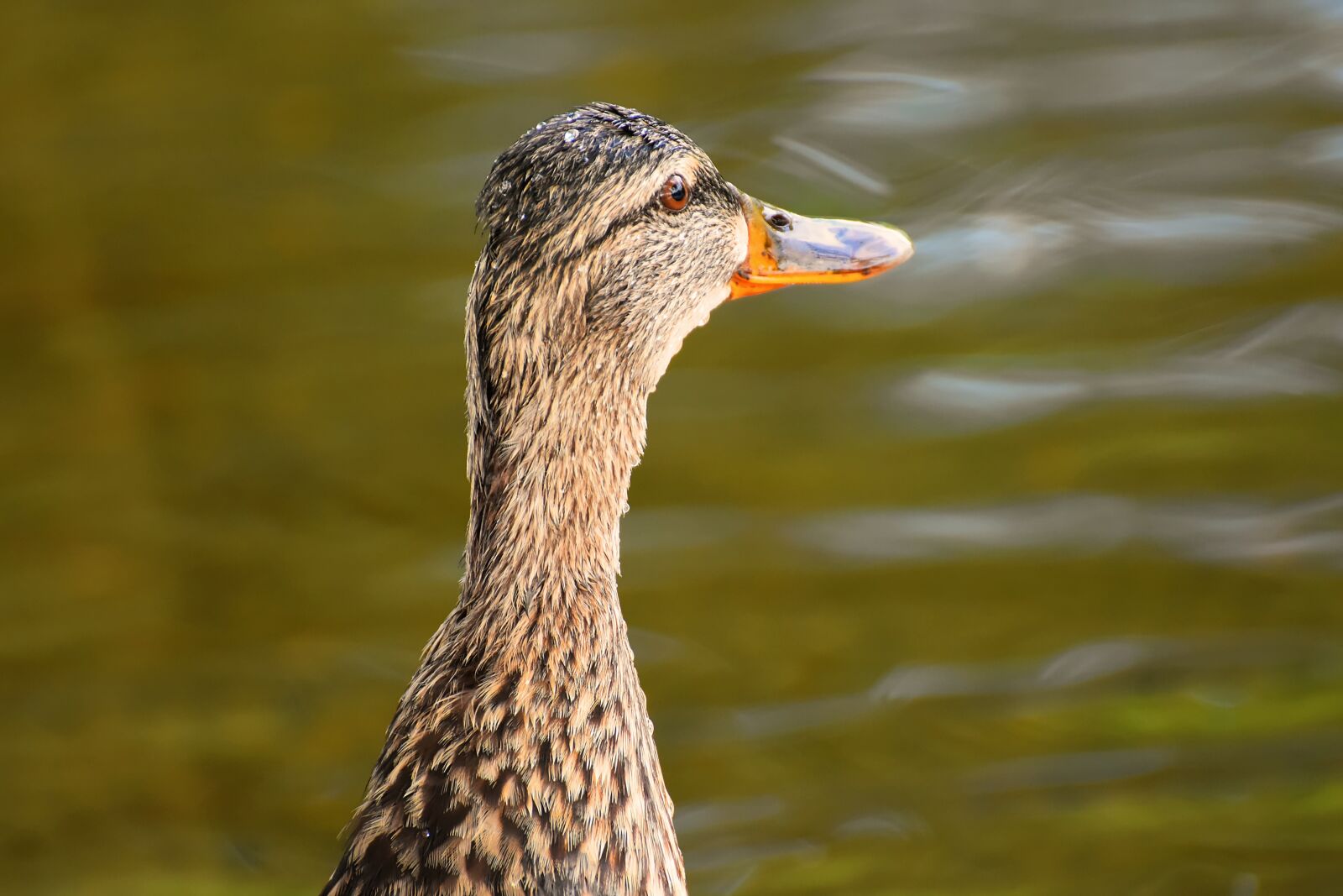 Nikon D7200 sample photo. Mallard, water bird, duck photography