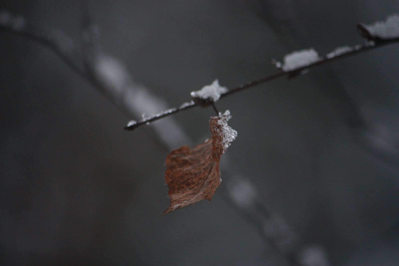 Canon EOS 450D (EOS Rebel XSi / EOS Kiss X2) sample photo. Leaf, snow, branch photography