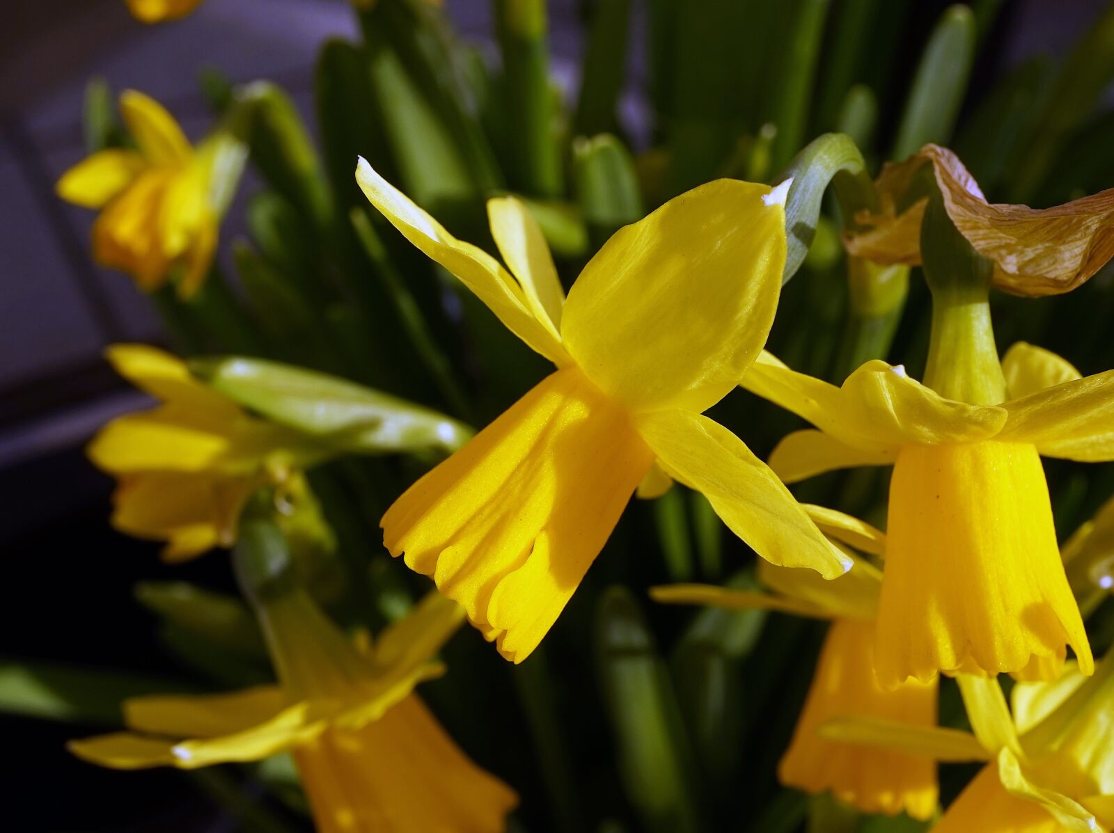 Sony a7 sample photo. Osterglocken, early bloomer, yellow photography