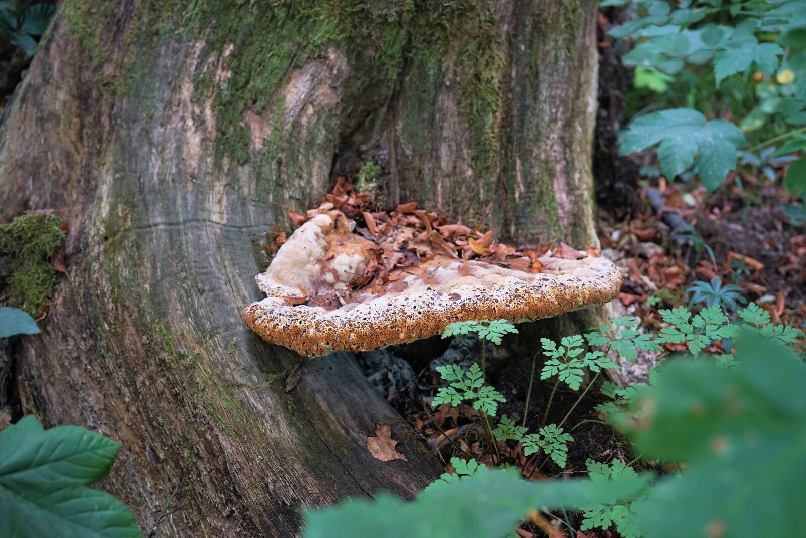 Sony FE 50mm F2.8 Macro sample photo. Mushroom, tree fungus, tree photography