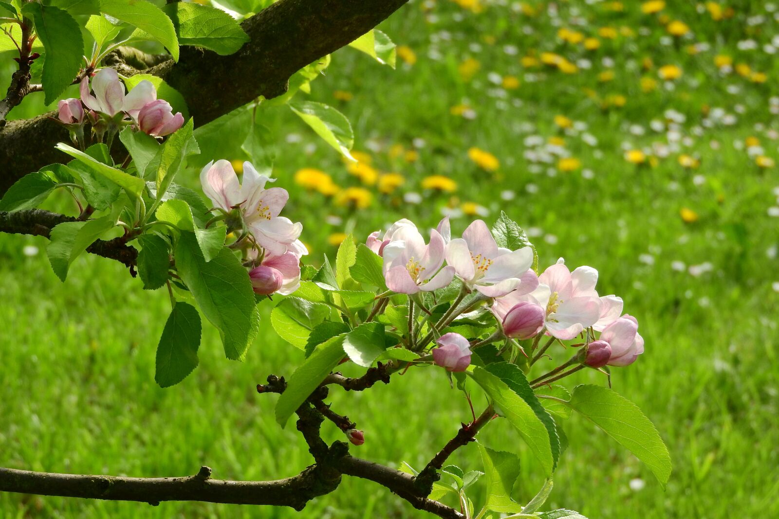 Nikon Coolpix P610 sample photo. Apple-blossom, apple tree, blooming photography