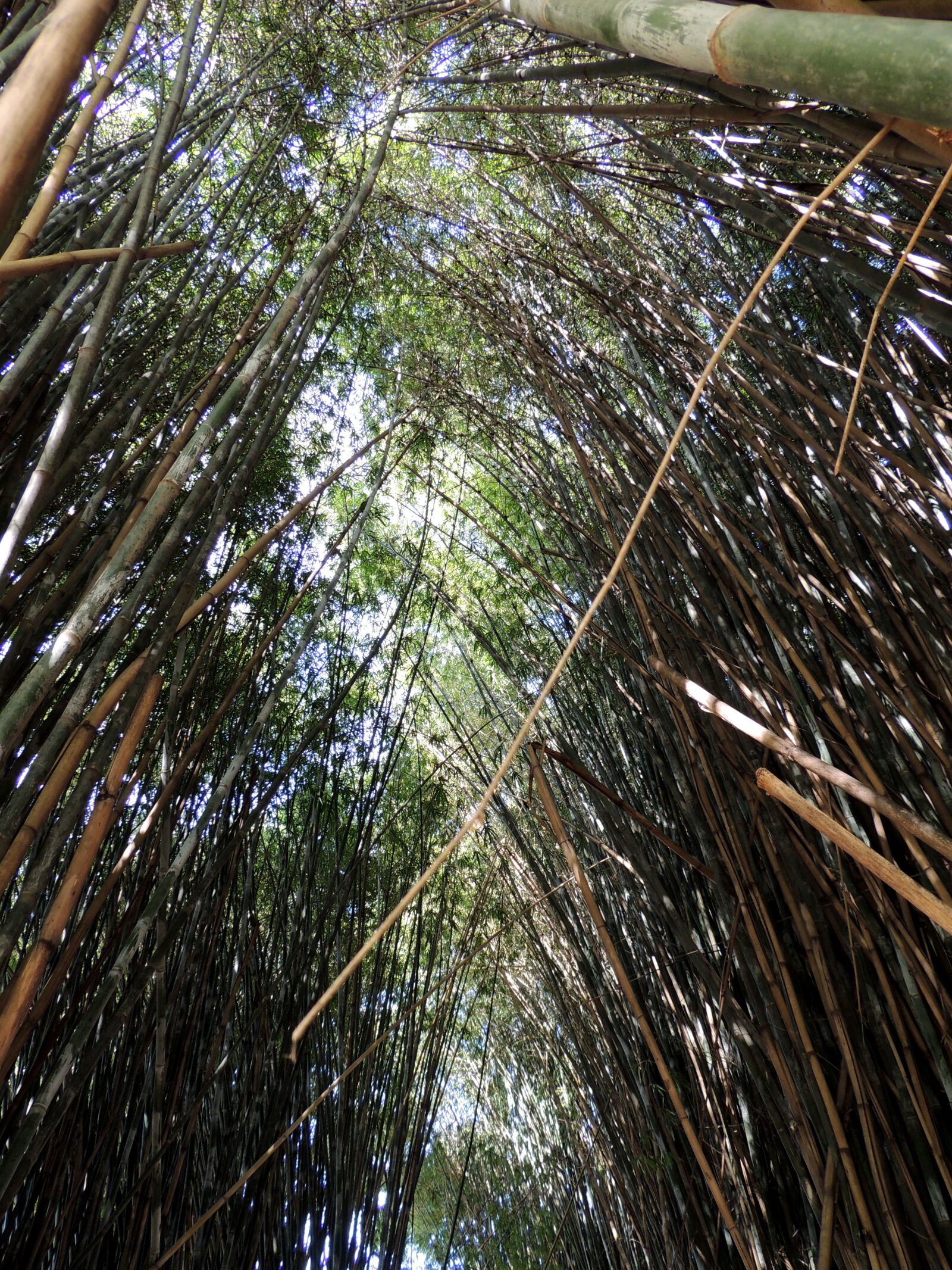 Nikon Coolpix P510 sample photo. Bamboos, bamboo grove, bamboo photography