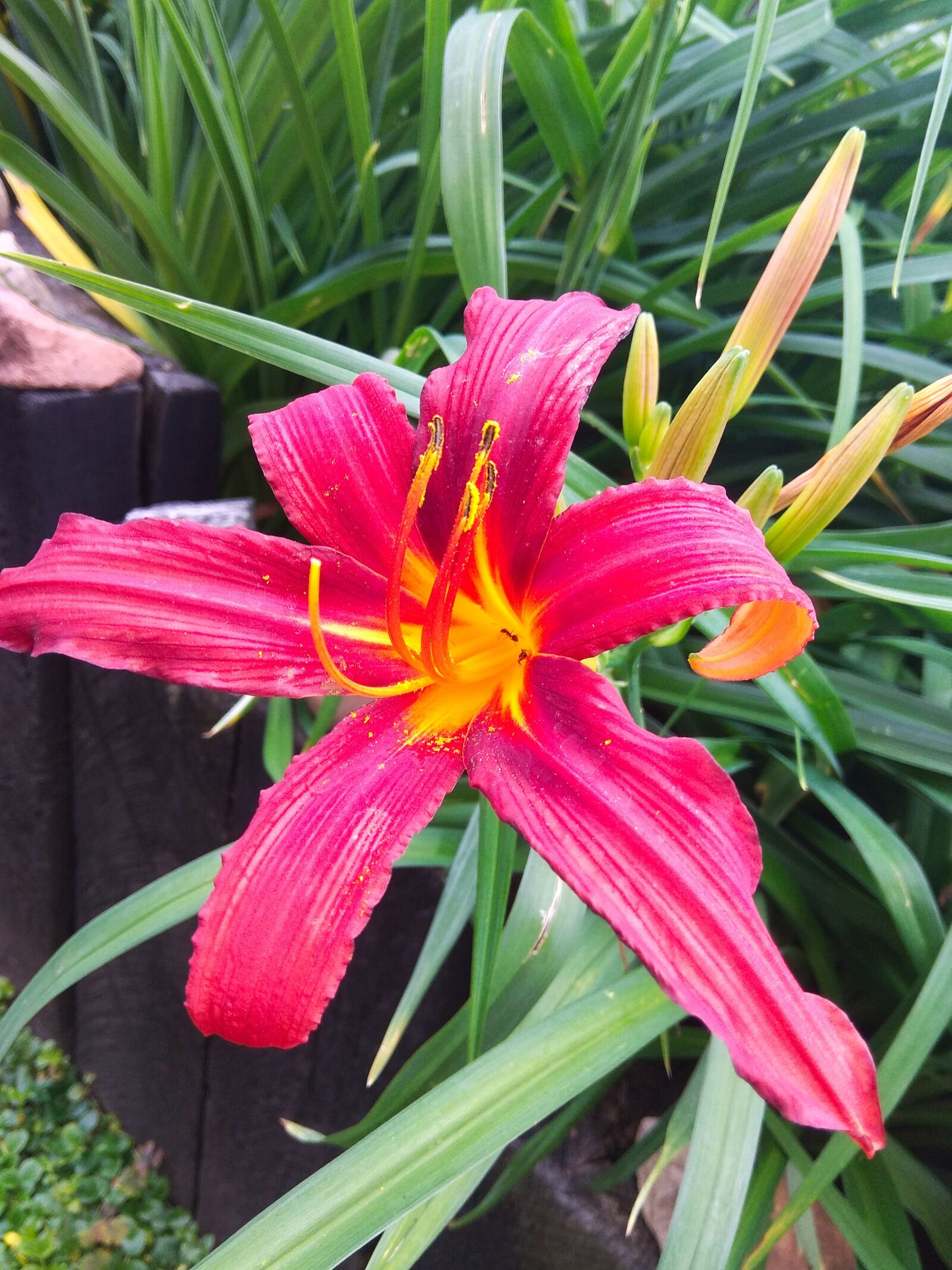 Xiaomi Redmi Note 4 sample photo. Flower, garden, nature photography