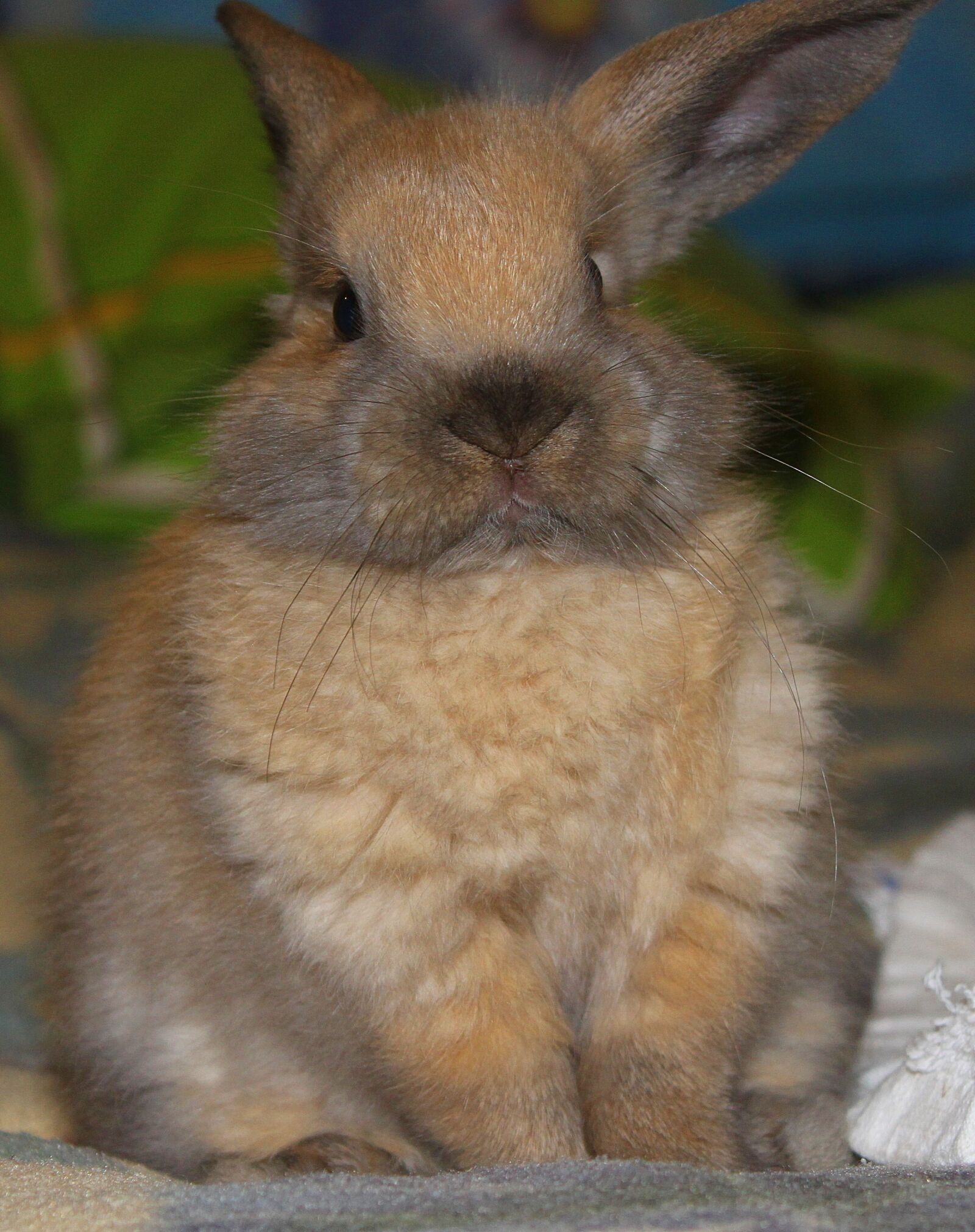 Canon EOS 500D (EOS Rebel T1i / EOS Kiss X3) sample photo. Rabbit, hare, animal photography