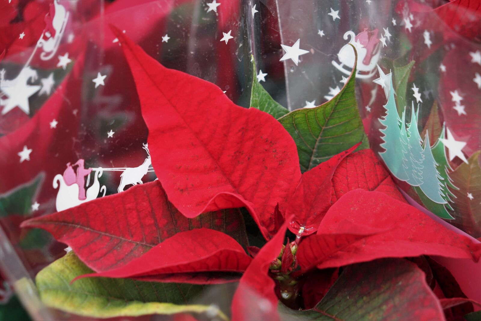 Canon EOS 200D (EOS Rebel SL2 / EOS Kiss X9) sample photo. Christmas star, euphorbia pulcherrima photography