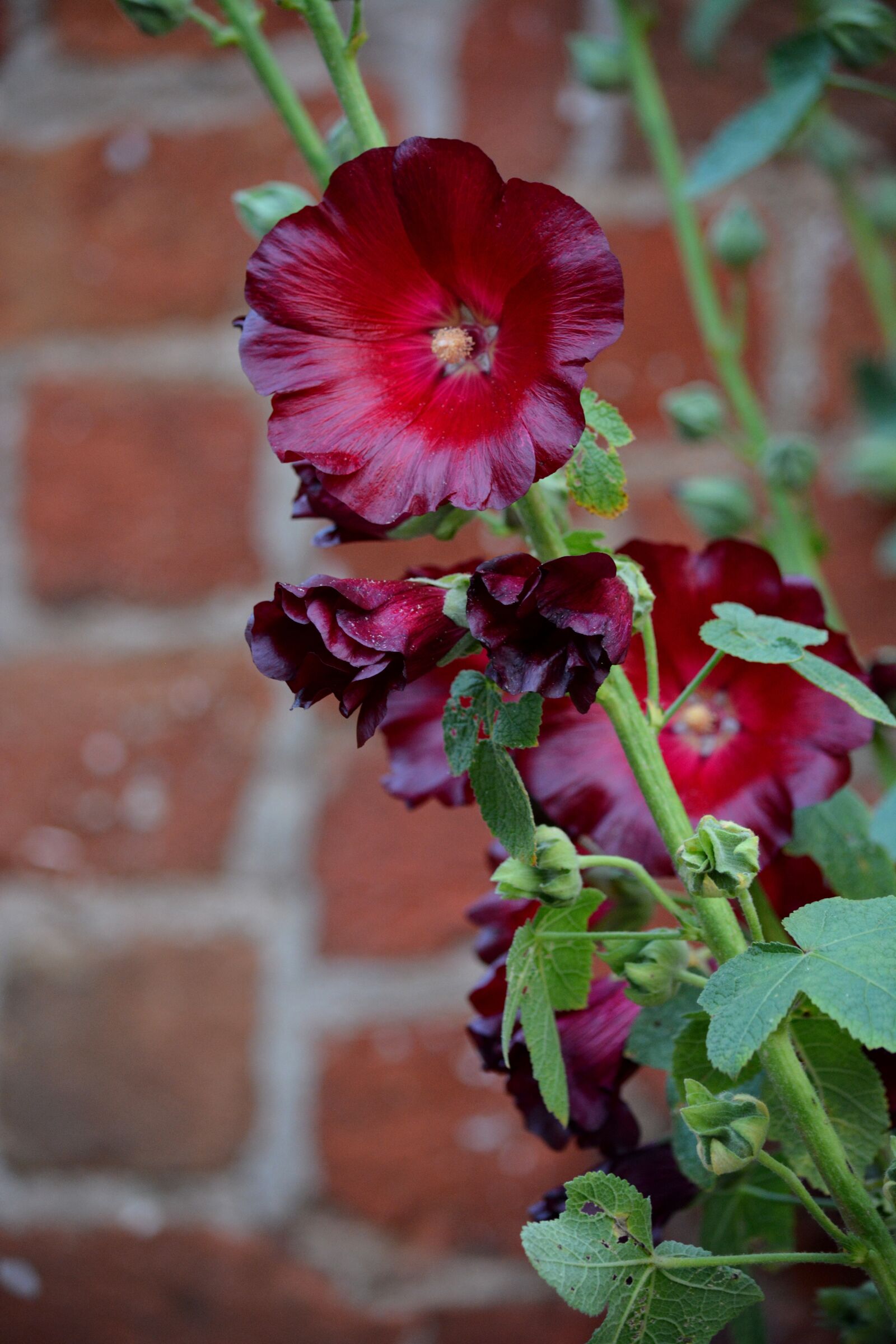 Nikon D7100 sample photo. Nature, plant, stock rose photography