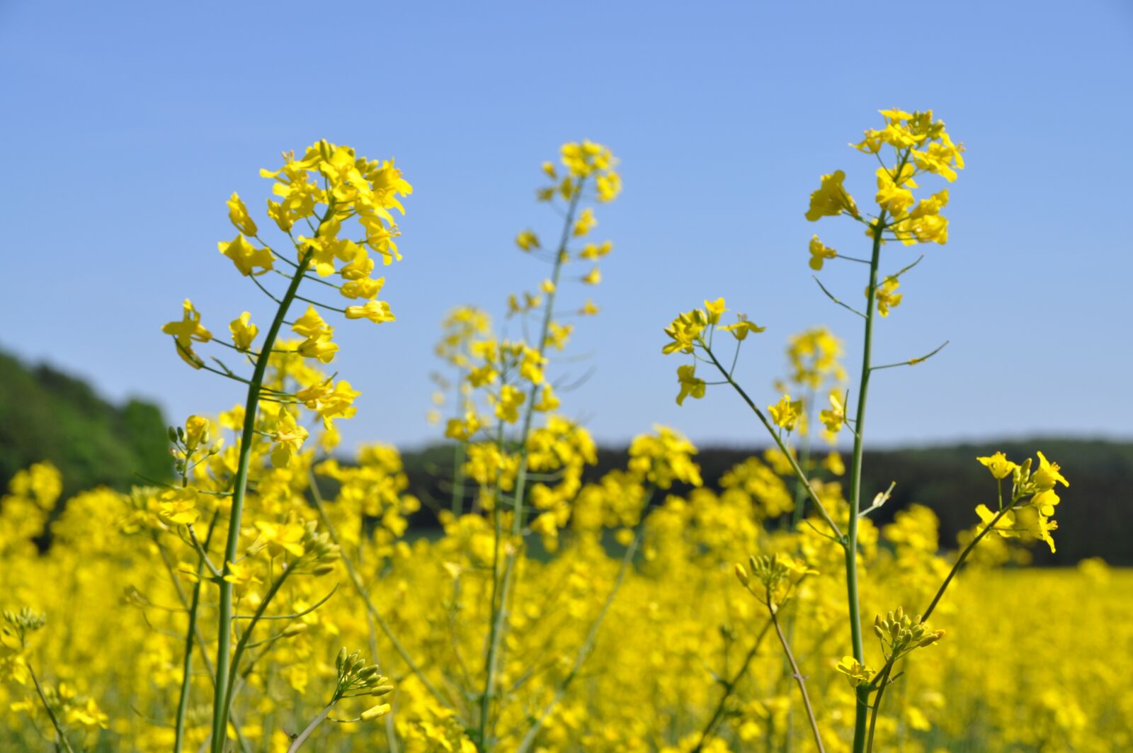 Nikon D5000 sample photo. Oilseed rape, yellow, field photography