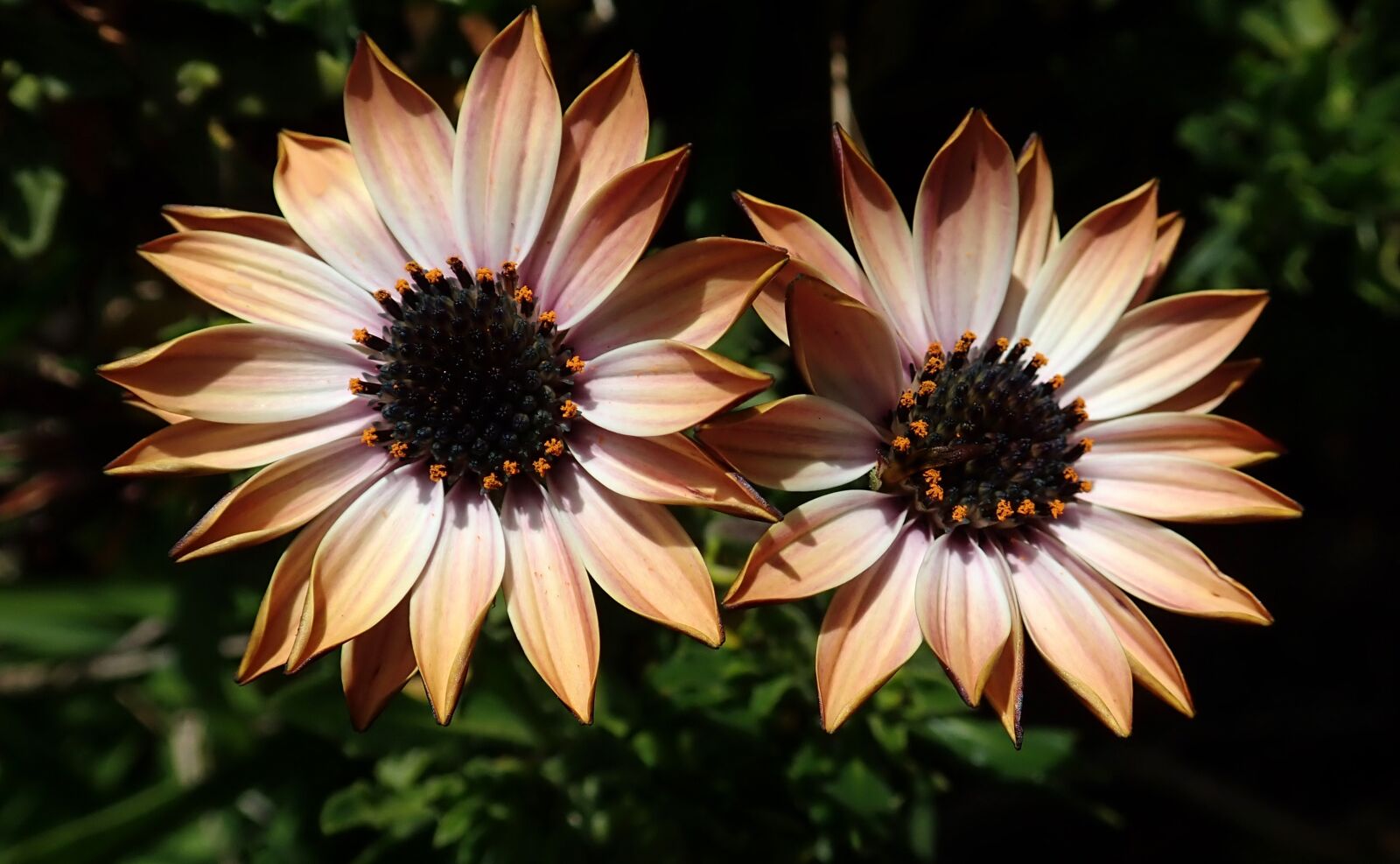 Olympus TG-5 sample photo. Daisy, flowers, plant photography
