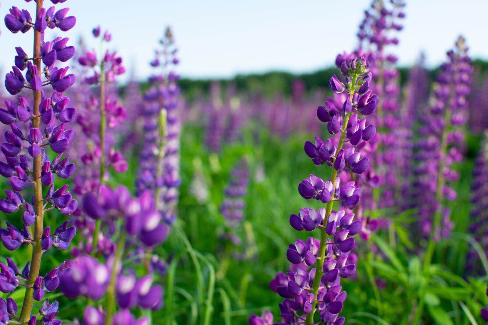 Nikon D3400 sample photo. Flowers, field, spring photography