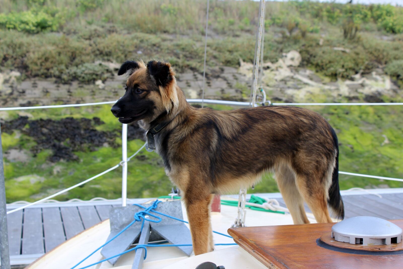 Canon EOS 600D (Rebel EOS T3i / EOS Kiss X5) sample photo. Animal, dog, pet photography