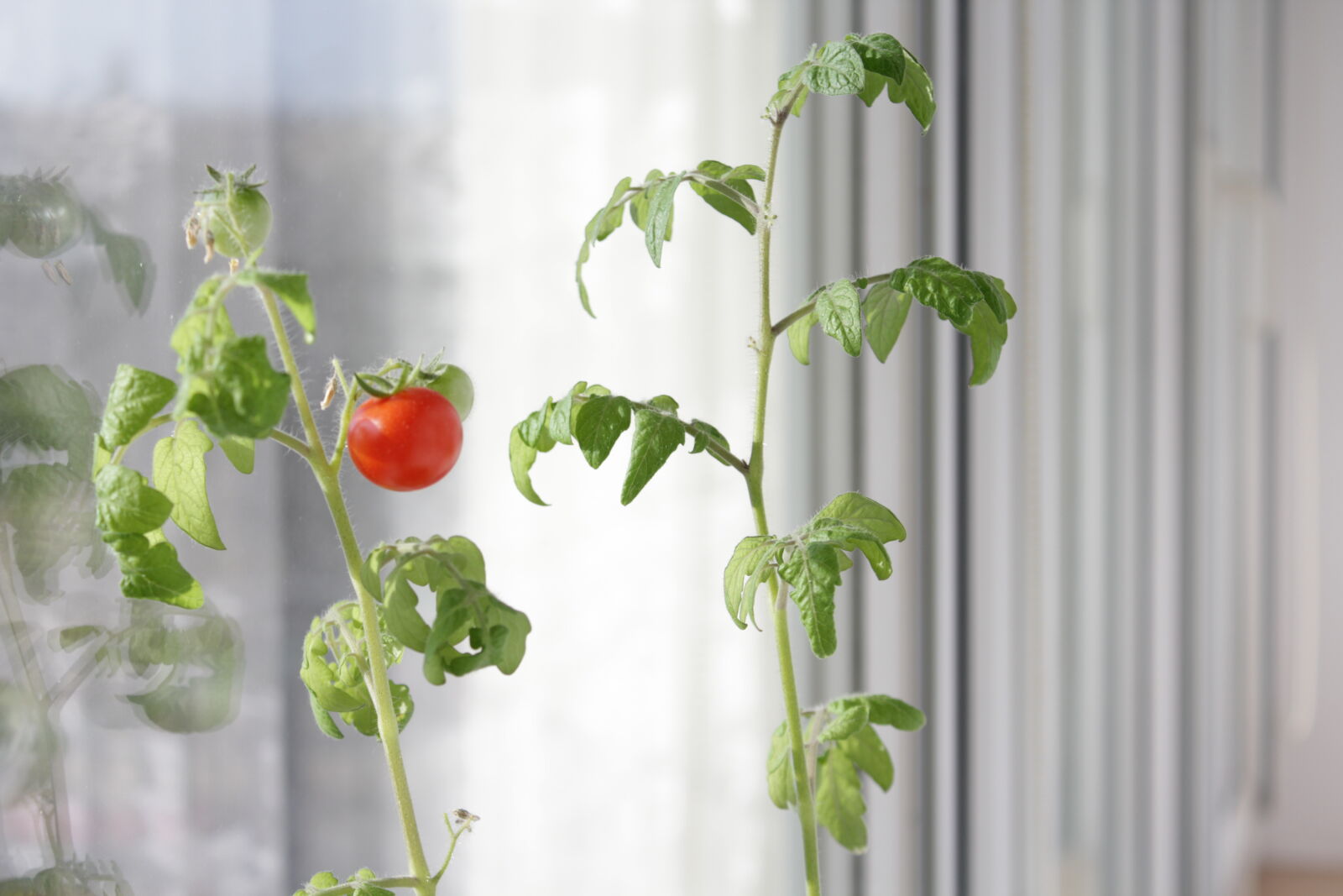 Canon EOS 1200D (EOS Rebel T5 / EOS Kiss X70 / EOS Hi) sample photo. Tomato photography