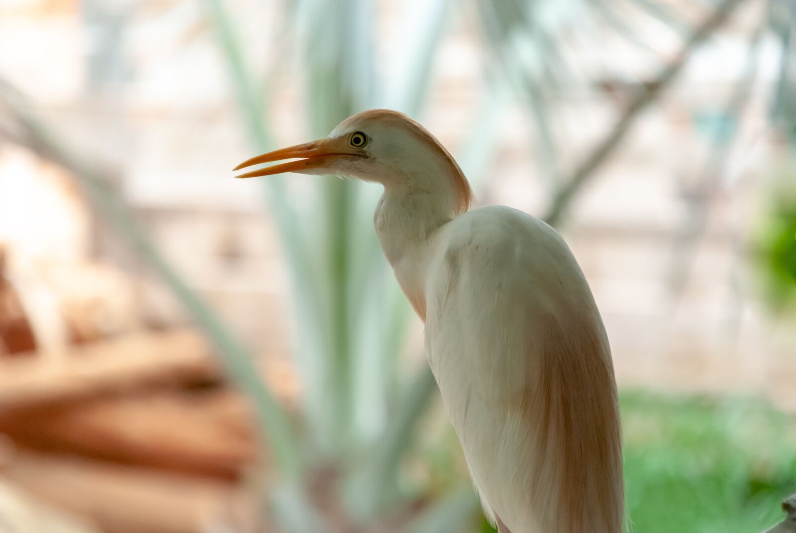 Nikon D80 sample photo. Heron custody oxen, bird photography