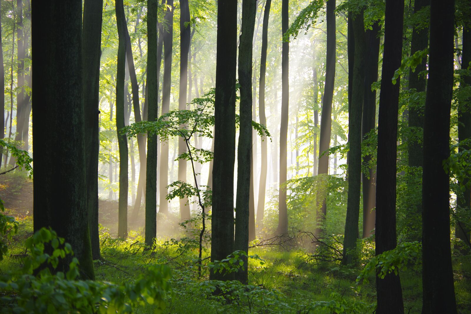 Pentax K-70 sample photo. Forest, nature, green photography