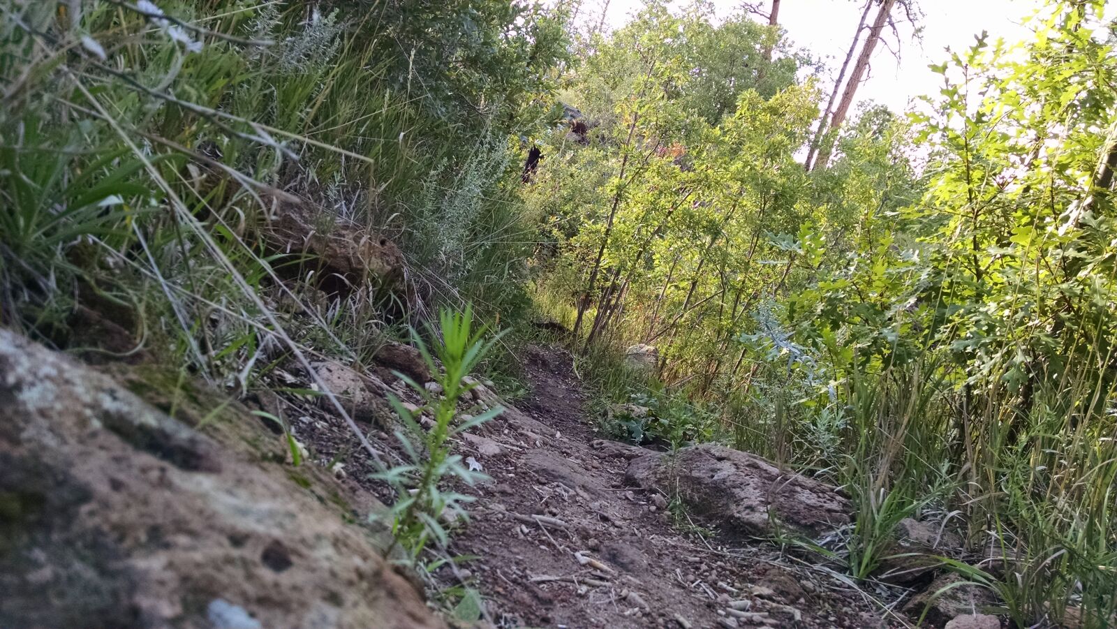 Motorola XT1080 sample photo. Dirt, green, trees, hiking photography
