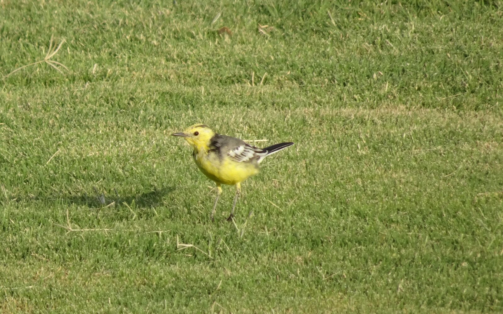 Sony Cyber-shot DSC-HX90V sample photo. Bird, western yellow wagtail photography