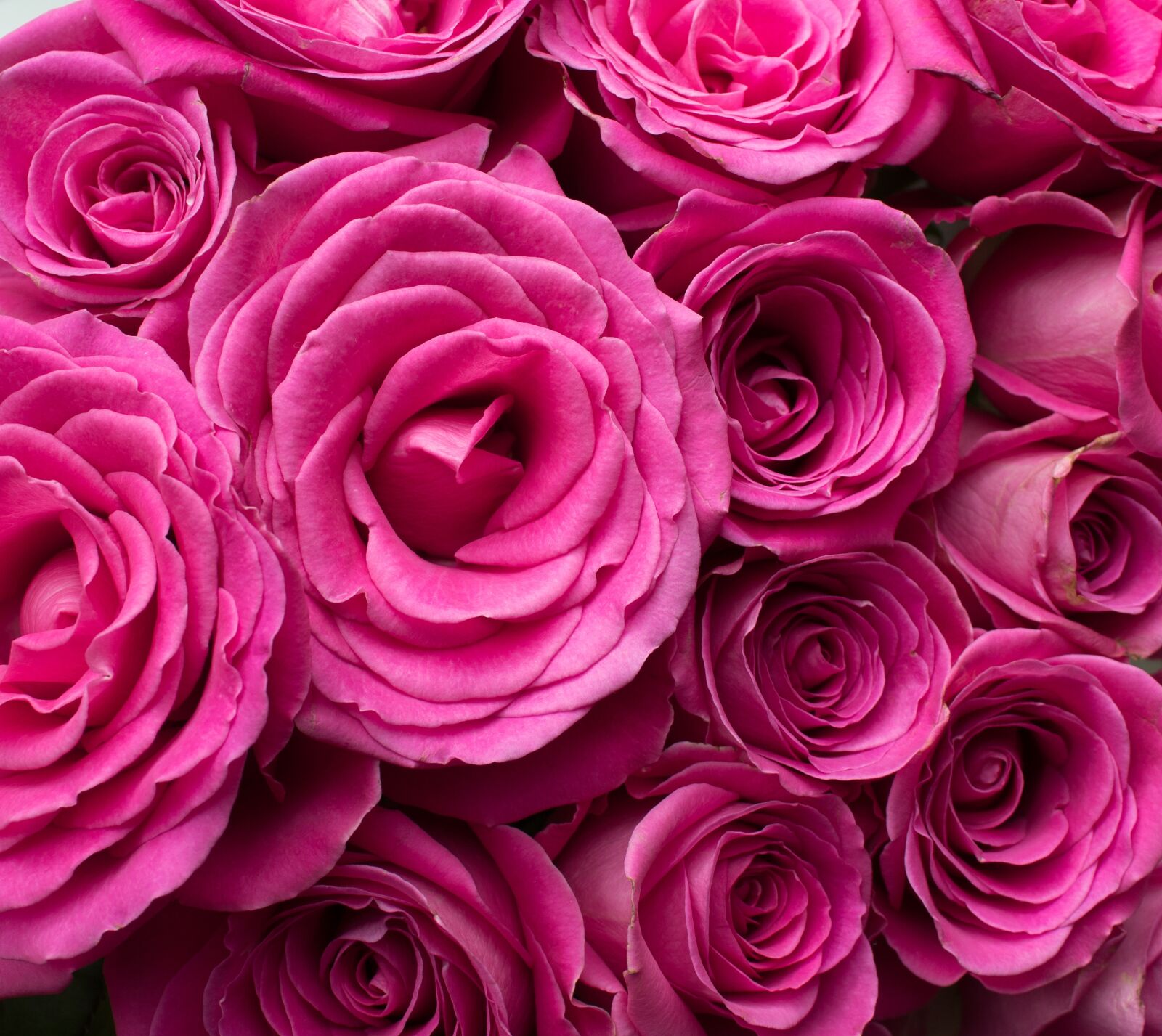 Canon EOS 1300D (EOS Rebel T6 / EOS Kiss X80) sample photo. Pink roses, roses, pink photography