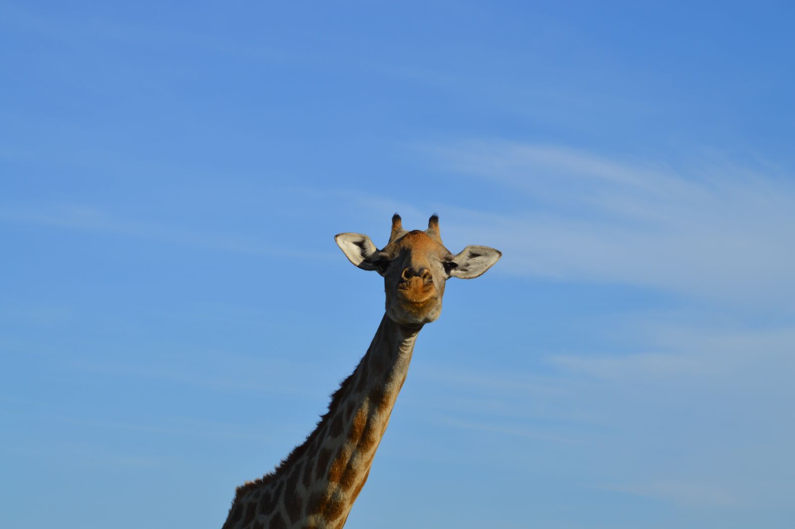 Nikon D3200 sample photo. Giraffe, head, africa photography