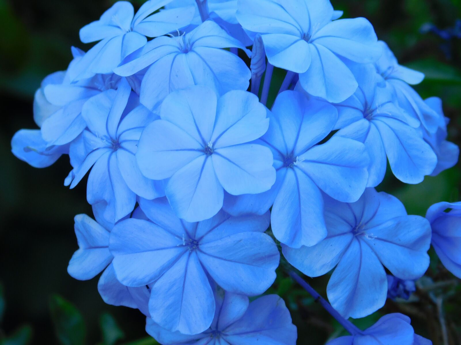 Nikon Coolpix L840 sample photo. Flowers, blue, blue flower photography