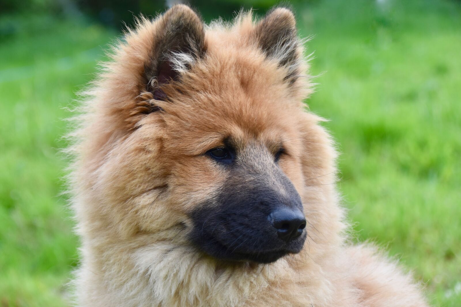 Nikon D5600 sample photo. Dog, bitch, eurasier female photography