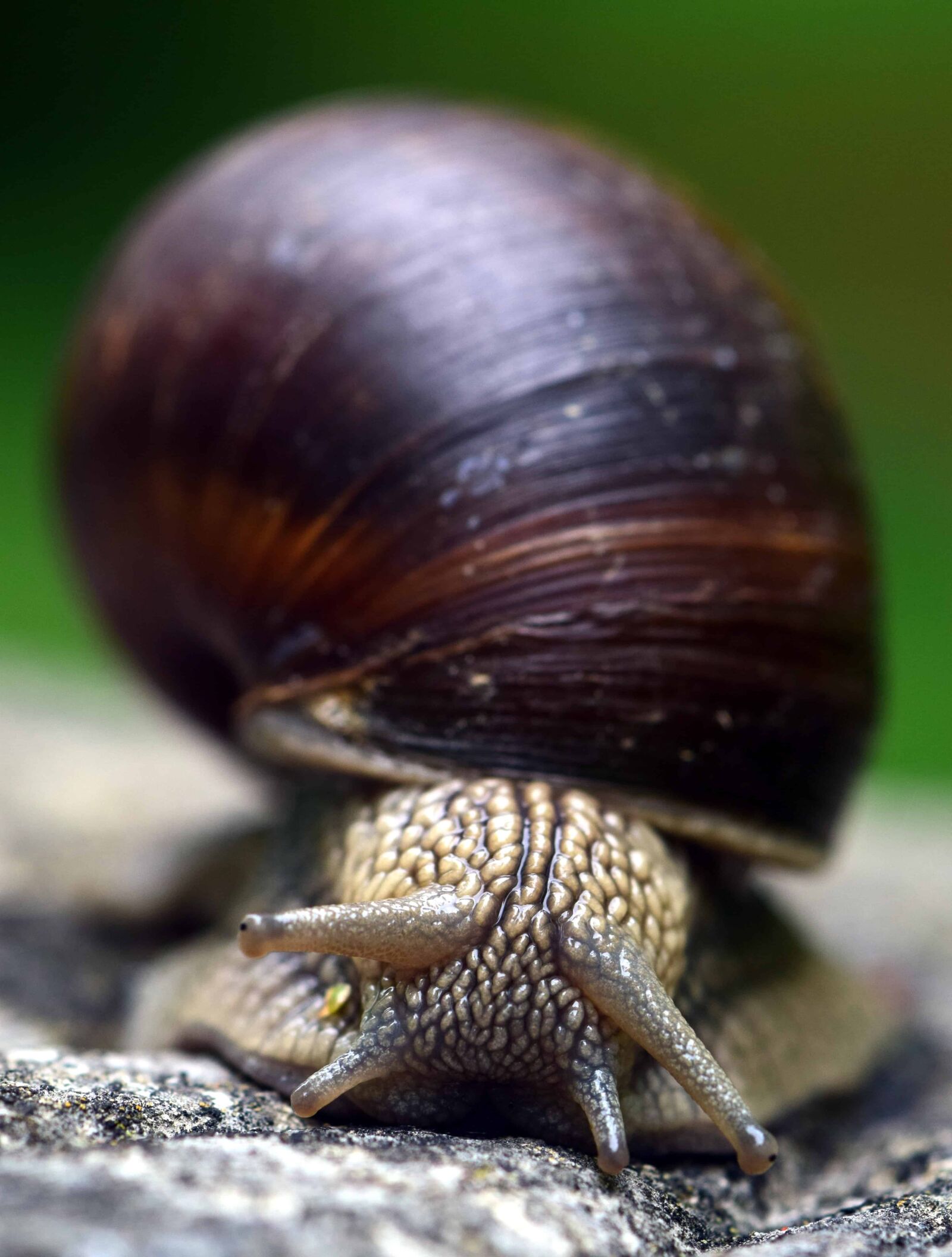 Nikon D3300 sample photo. Snail, animal, shell, gastropod photography