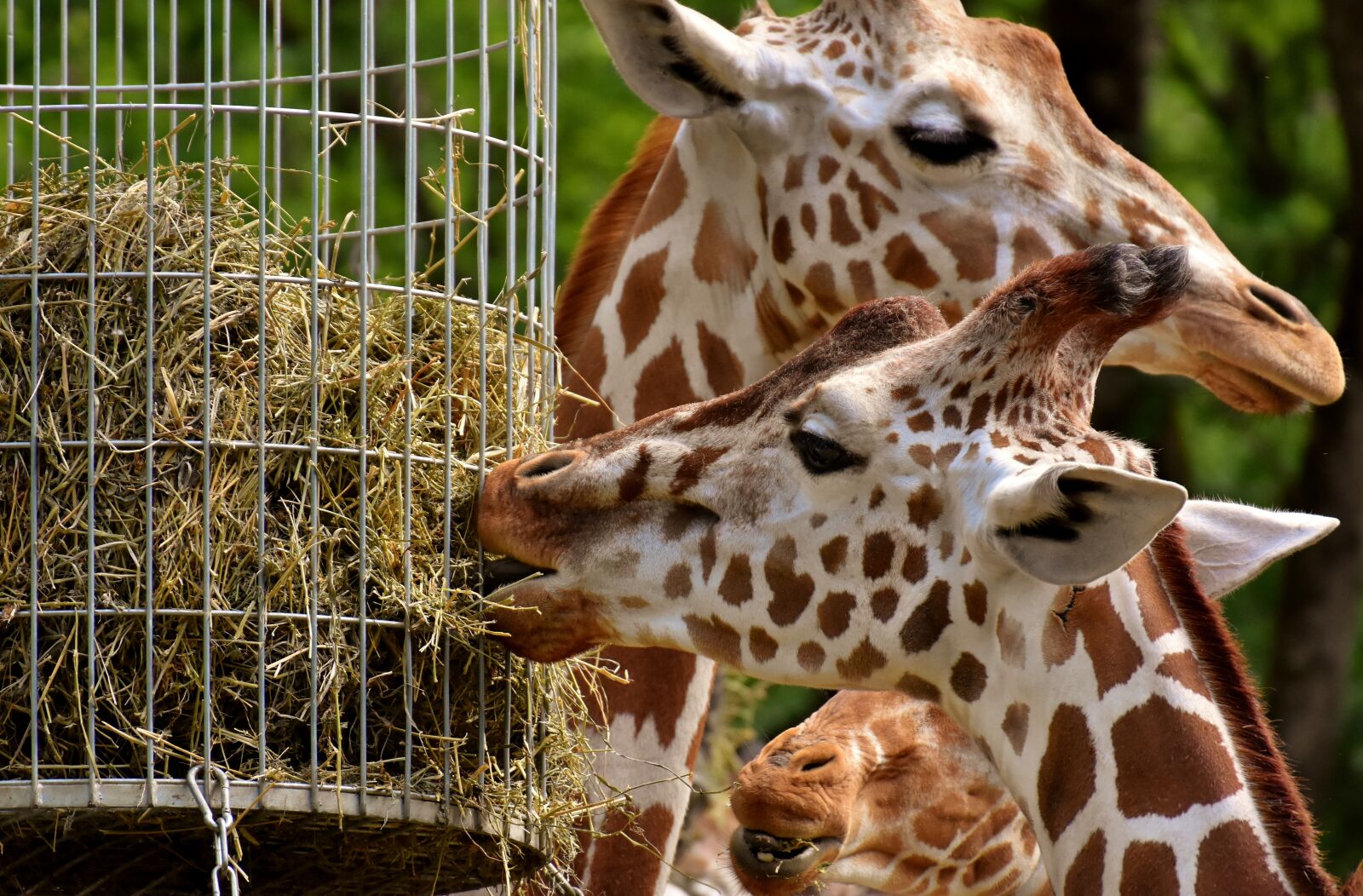 Nikon D7200 sample photo. Giraffe, zoo, animal photography
