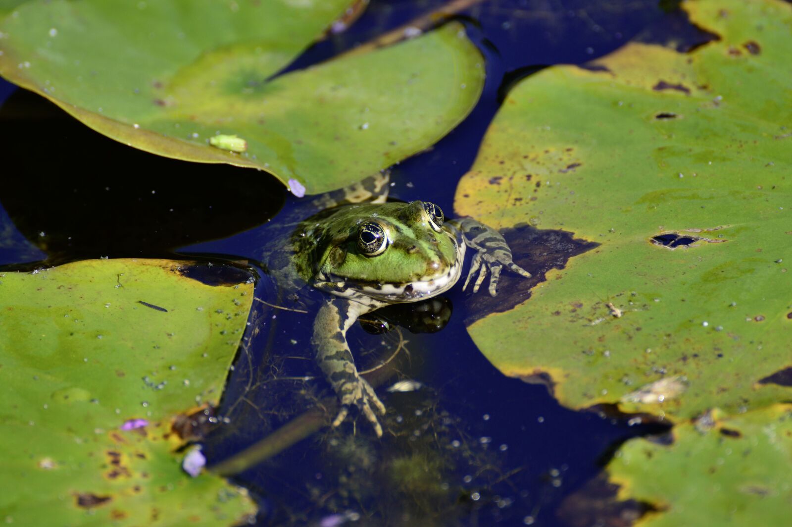 Nikon D3200 sample photo. Frog, pond, animal photography
