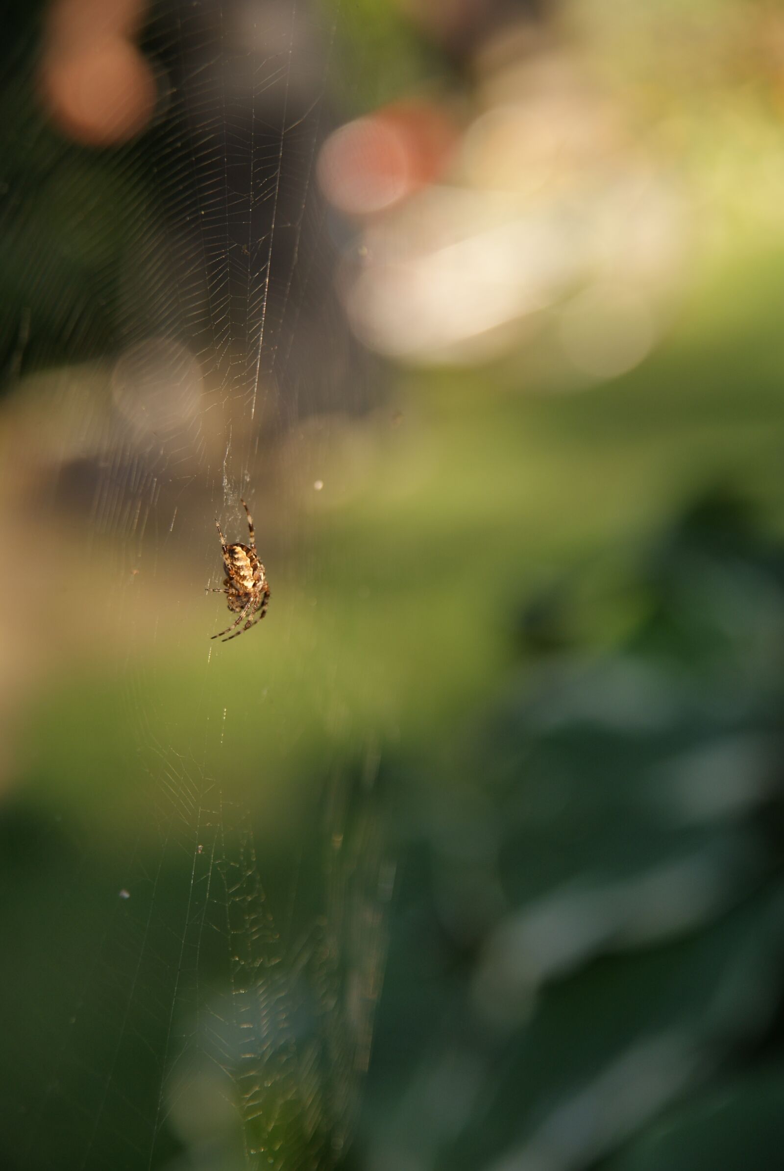 Sony Alpha DSLR-A300 sample photo. Spider, garden, nature photography