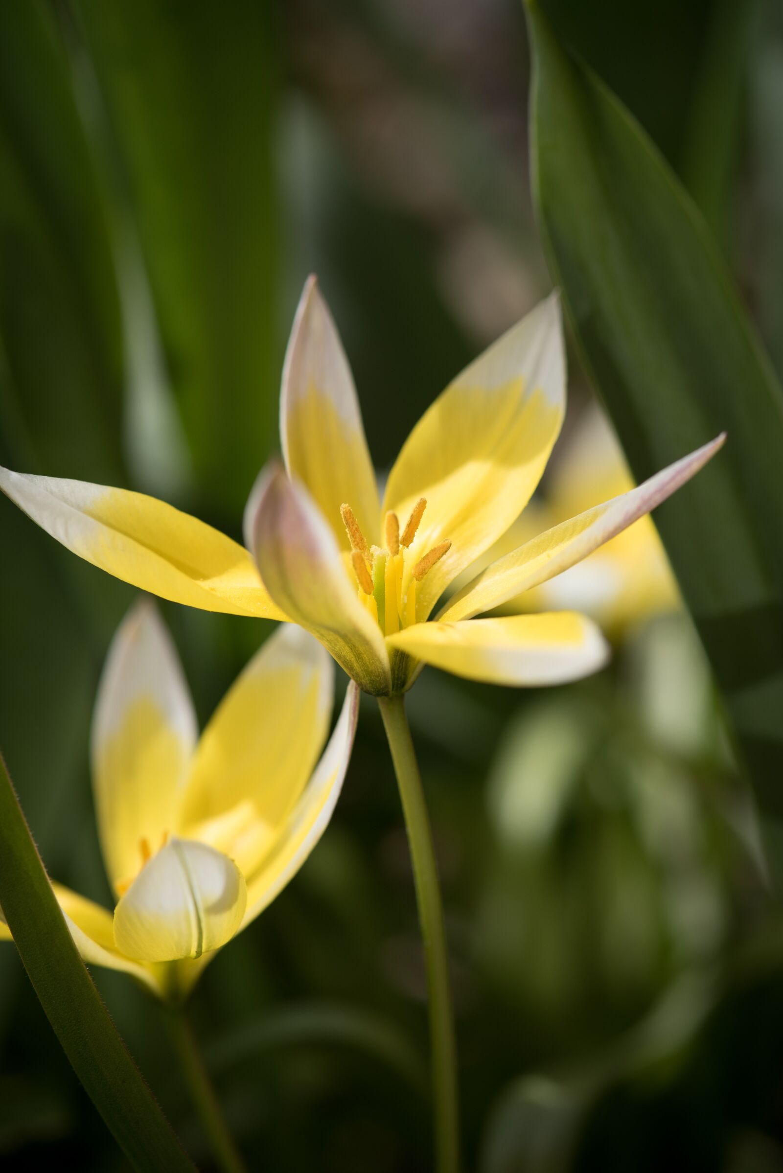 Nikon D750 sample photo. Flower, plant, blossom photography
