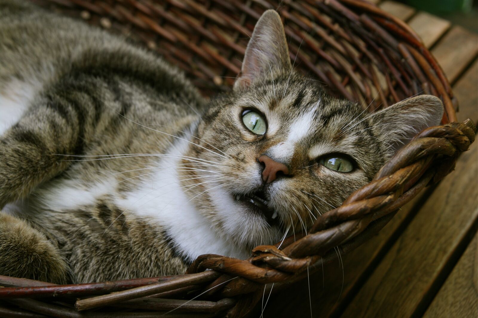 Canon EOS 400D (EOS Digital Rebel XTi / EOS Kiss Digital X) sample photo. Cat, domestic cat, pet photography