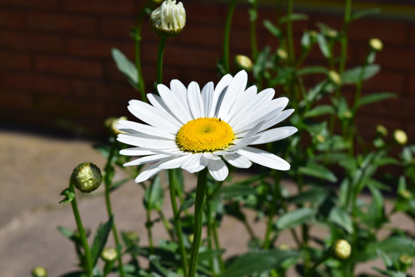 Nikon D3300 sample photo. Daisy, flower, garden photography
