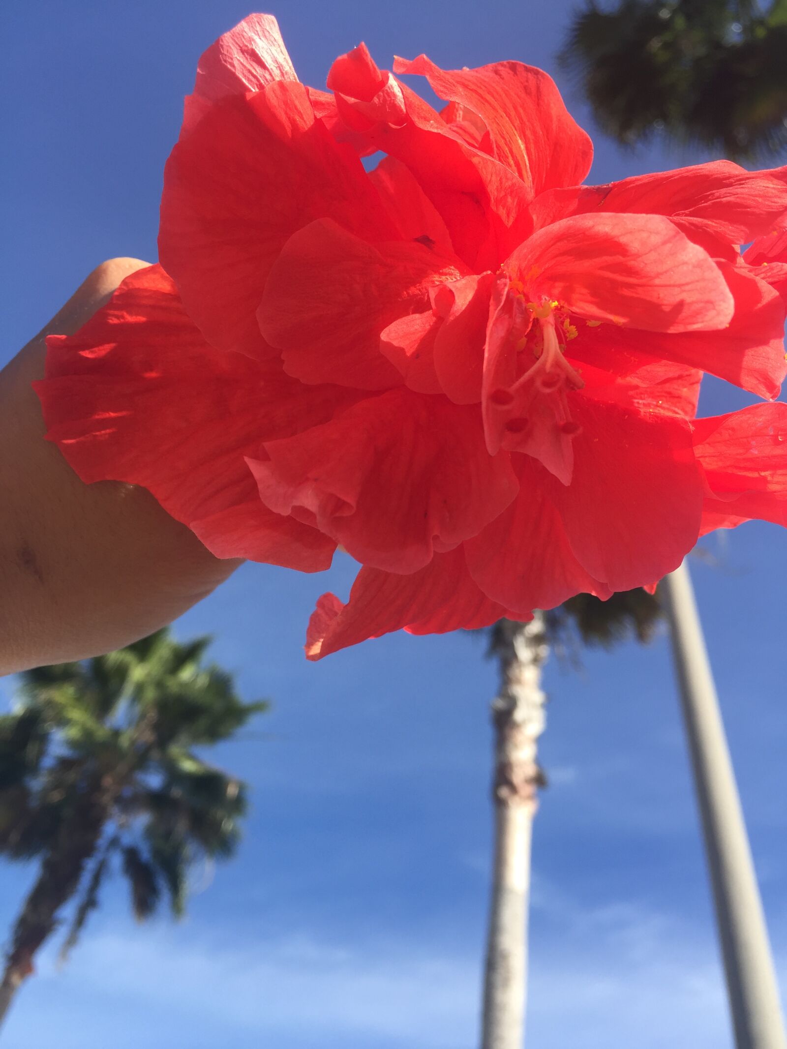 Apple iPhone 6 sample photo. Florida, palms, sunny, tropical photography