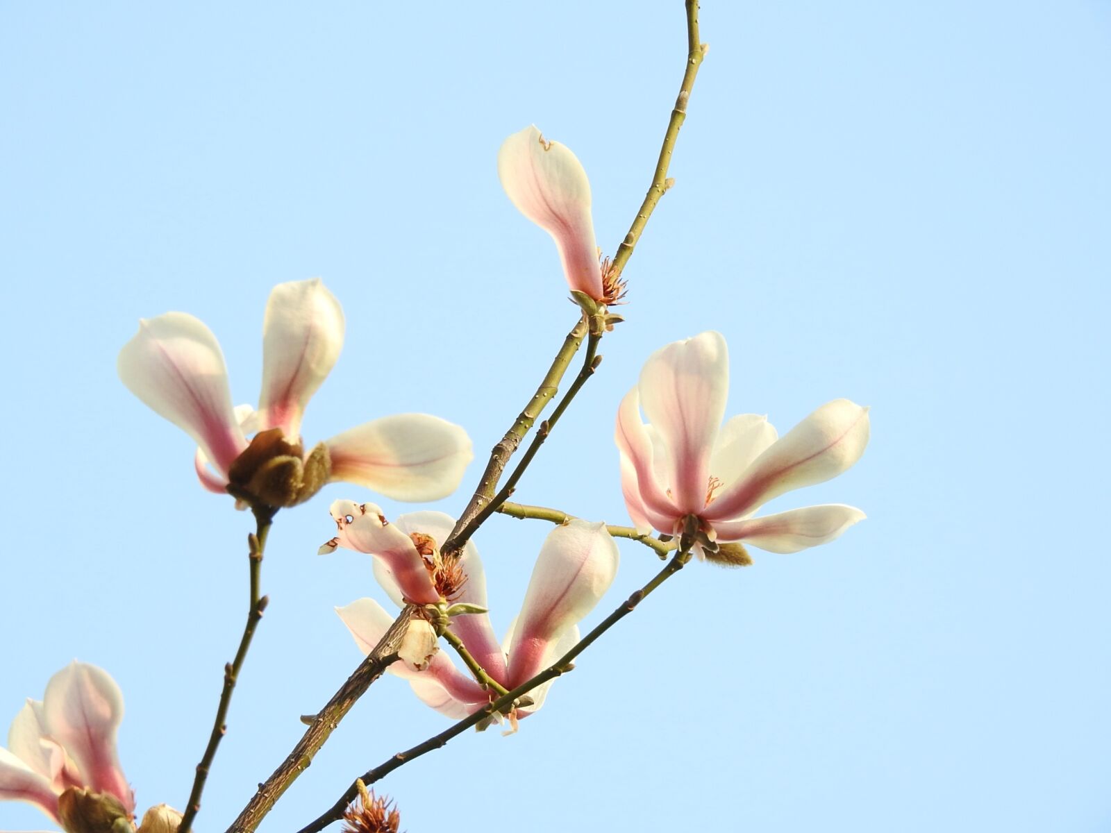 Nikon COOLPIX P900s sample photo. Flower, plant, blue sky photography