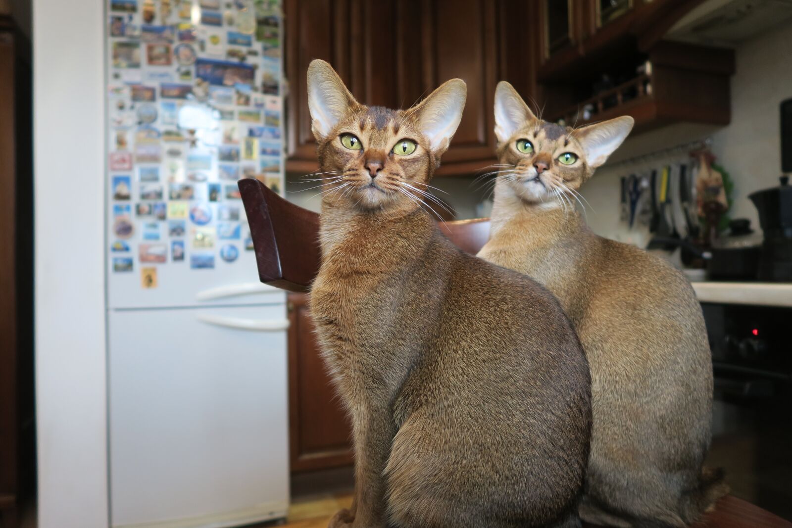 Canon PowerShot G7 X sample photo. Kittens, abyssinian cat, cats photography