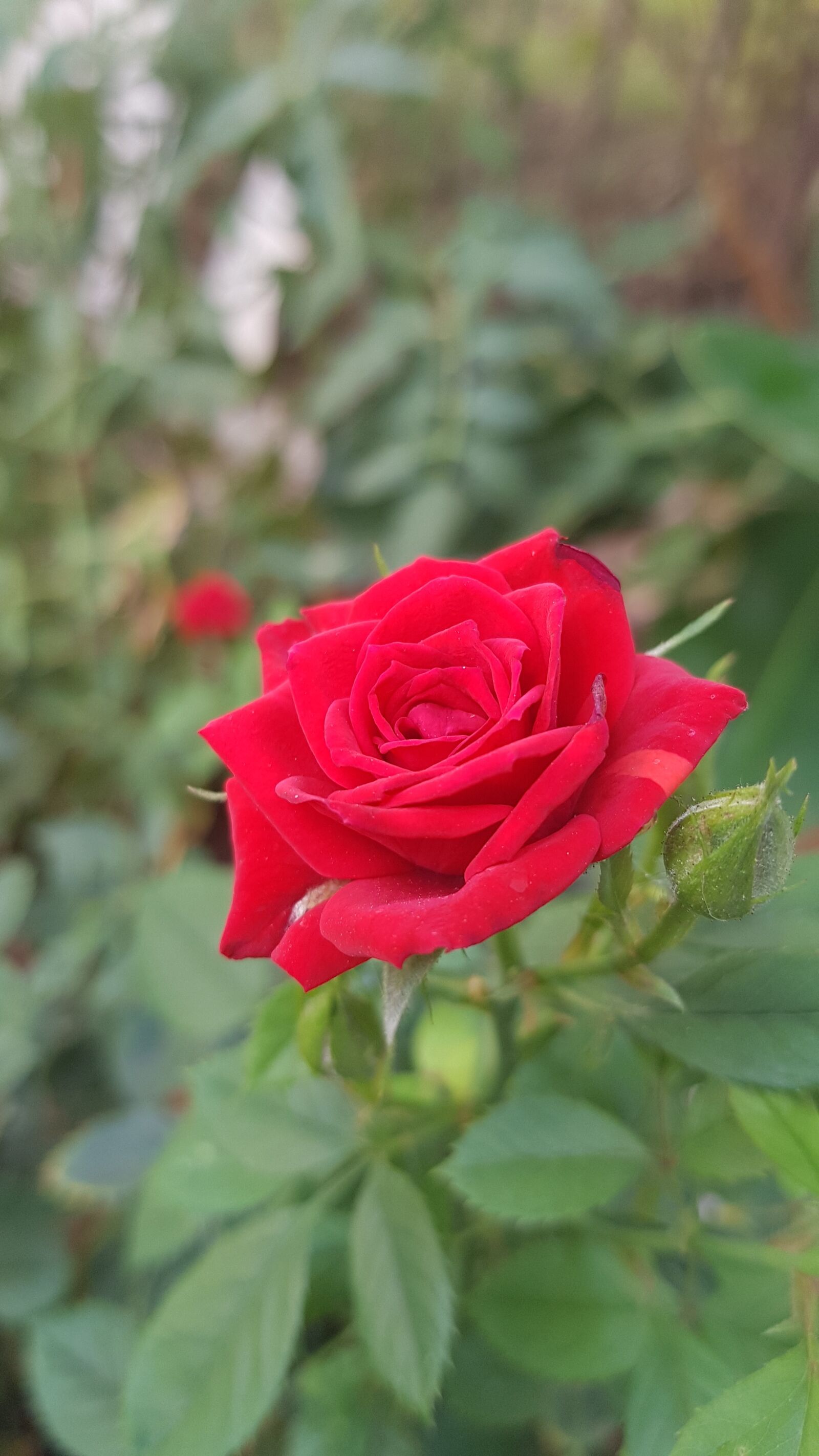 Samsung Galaxy Note Fan Edition sample photo. Rose, flower, nature photography