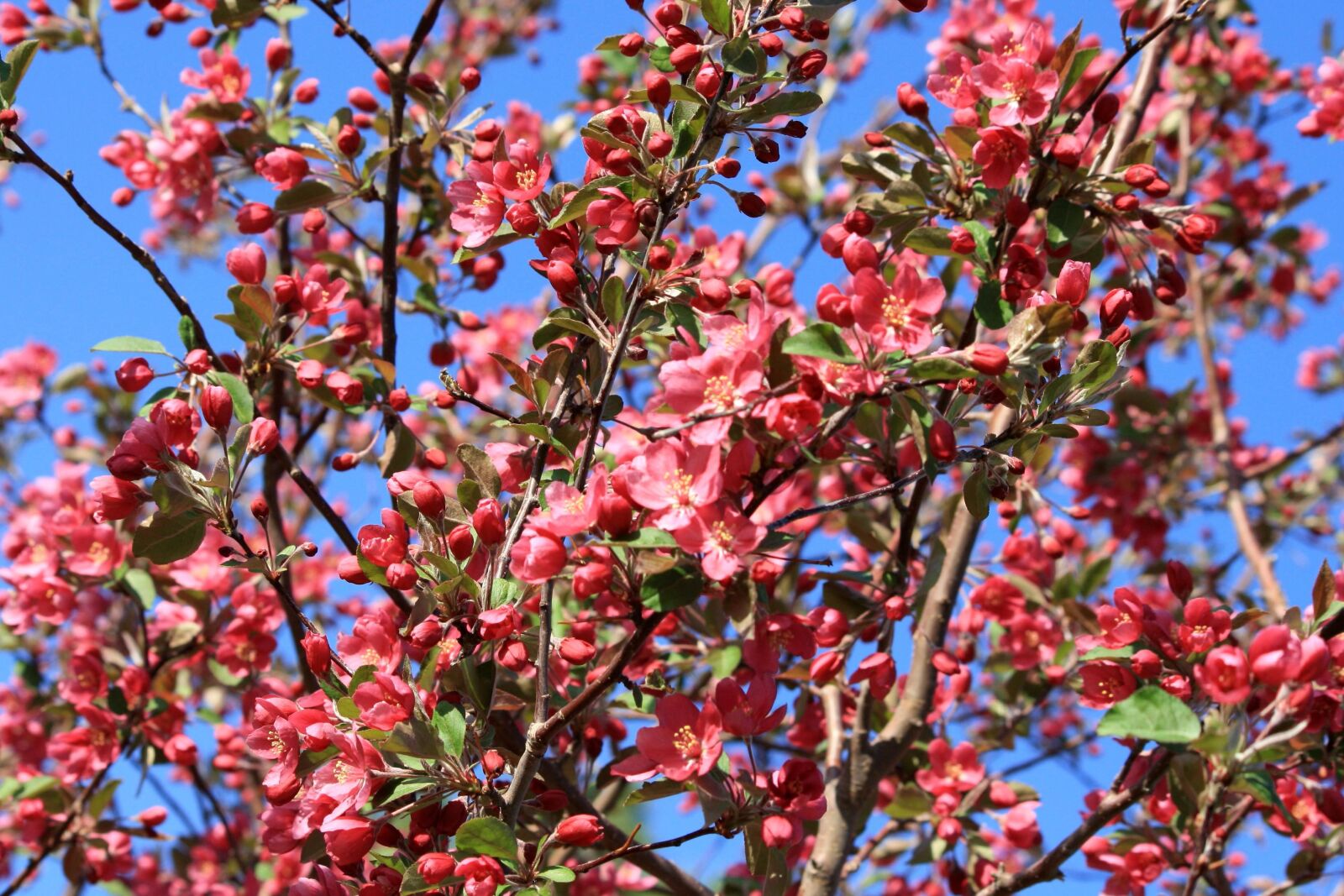 f/4-5.6 IS II sample photo. Blooming, flowers, pink, apple photography