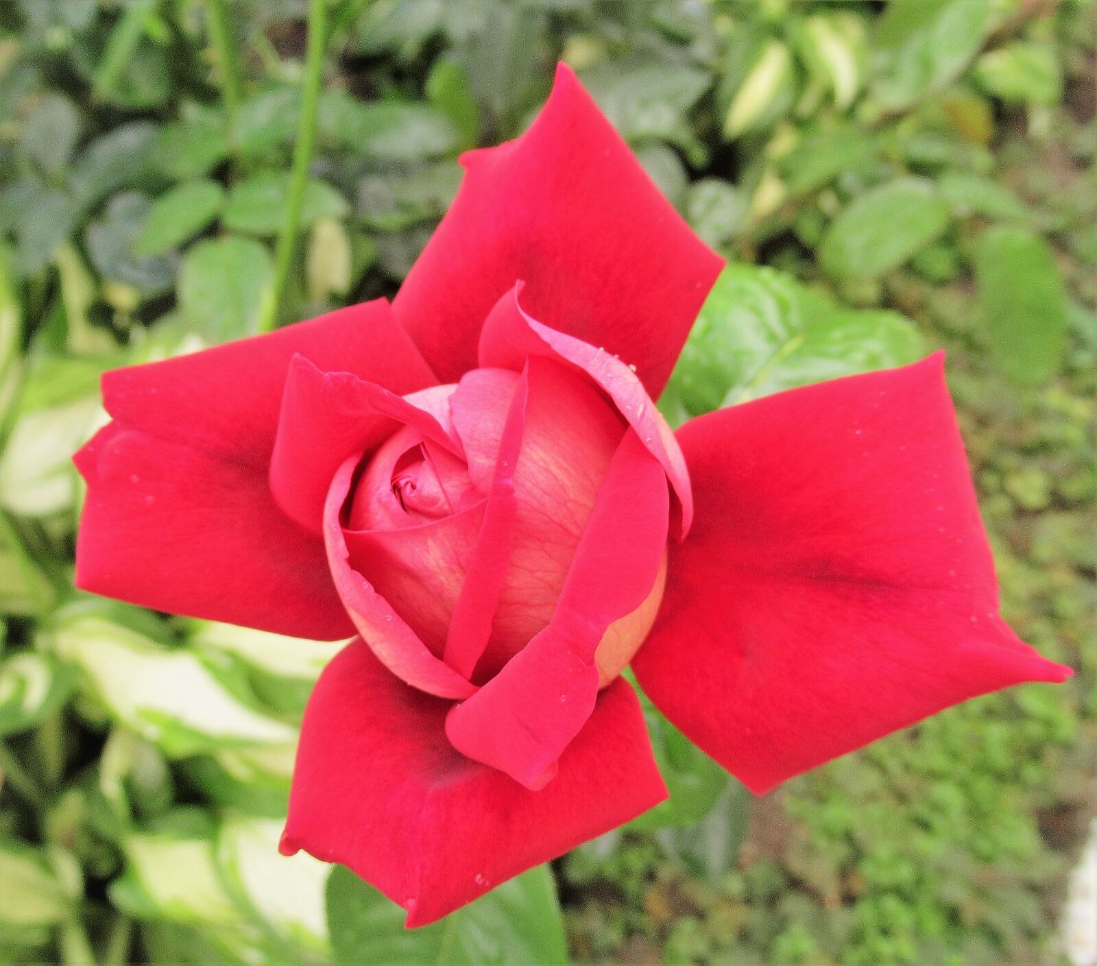 Canon PowerShot SX620 HS sample photo. Flower, petal, rose photography