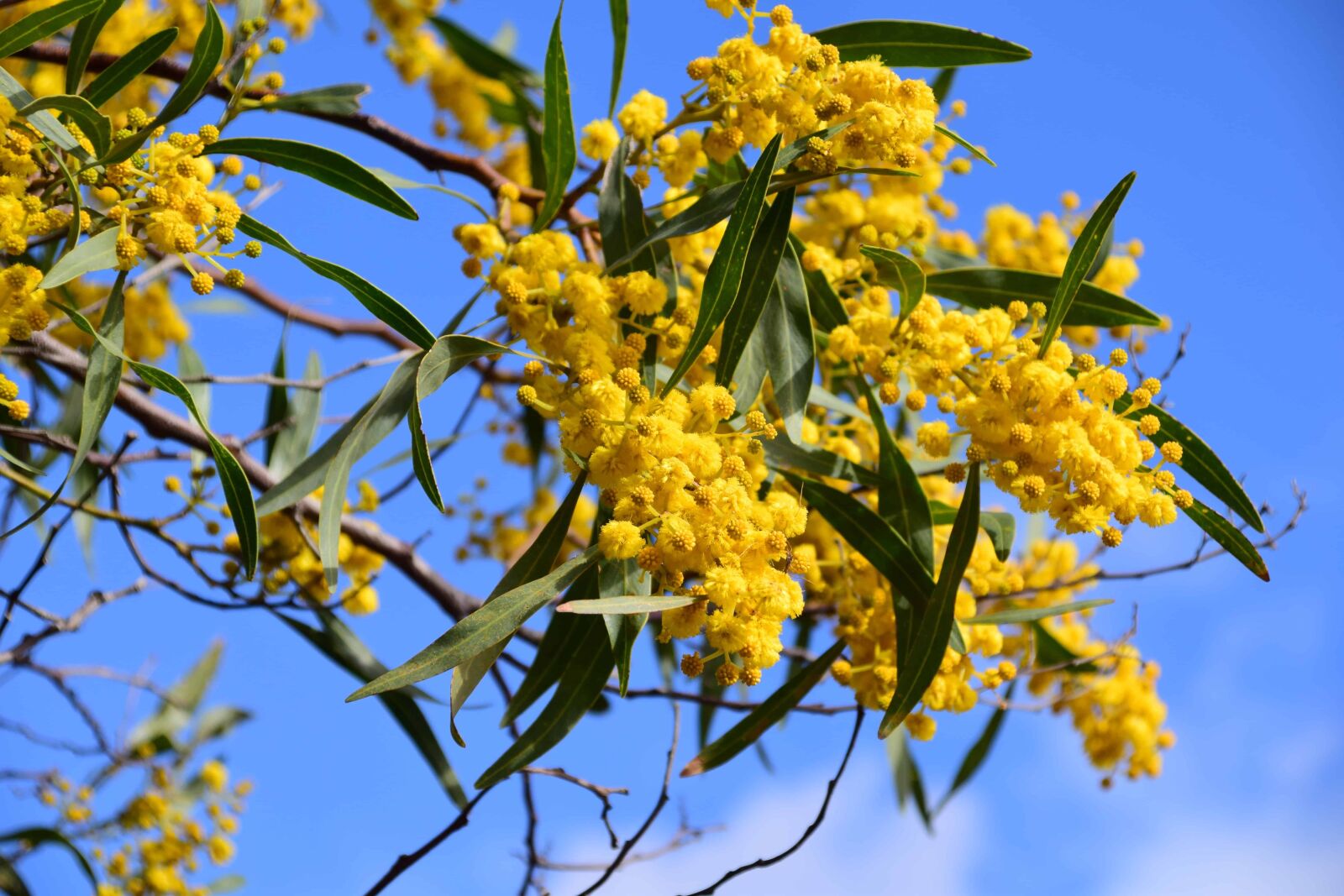 Nikon D3300 sample photo. Garden, flower, flora, nature photography